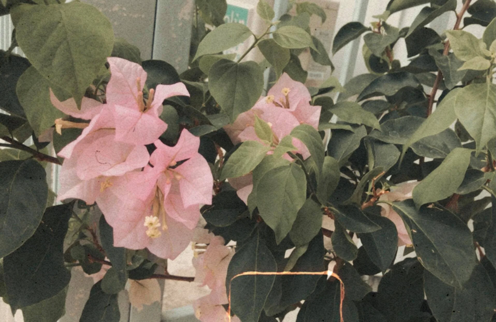 Other plants which delighted on ‘neglect’ or ‘little care’ like Pinky, the first bougainvillea under my care, grew her first flowers. I was so happy to see them.