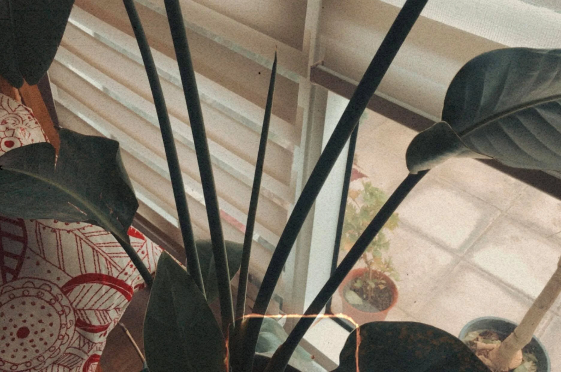 A new stalk and leaf coming through in Cardi, my bird of paradise.
