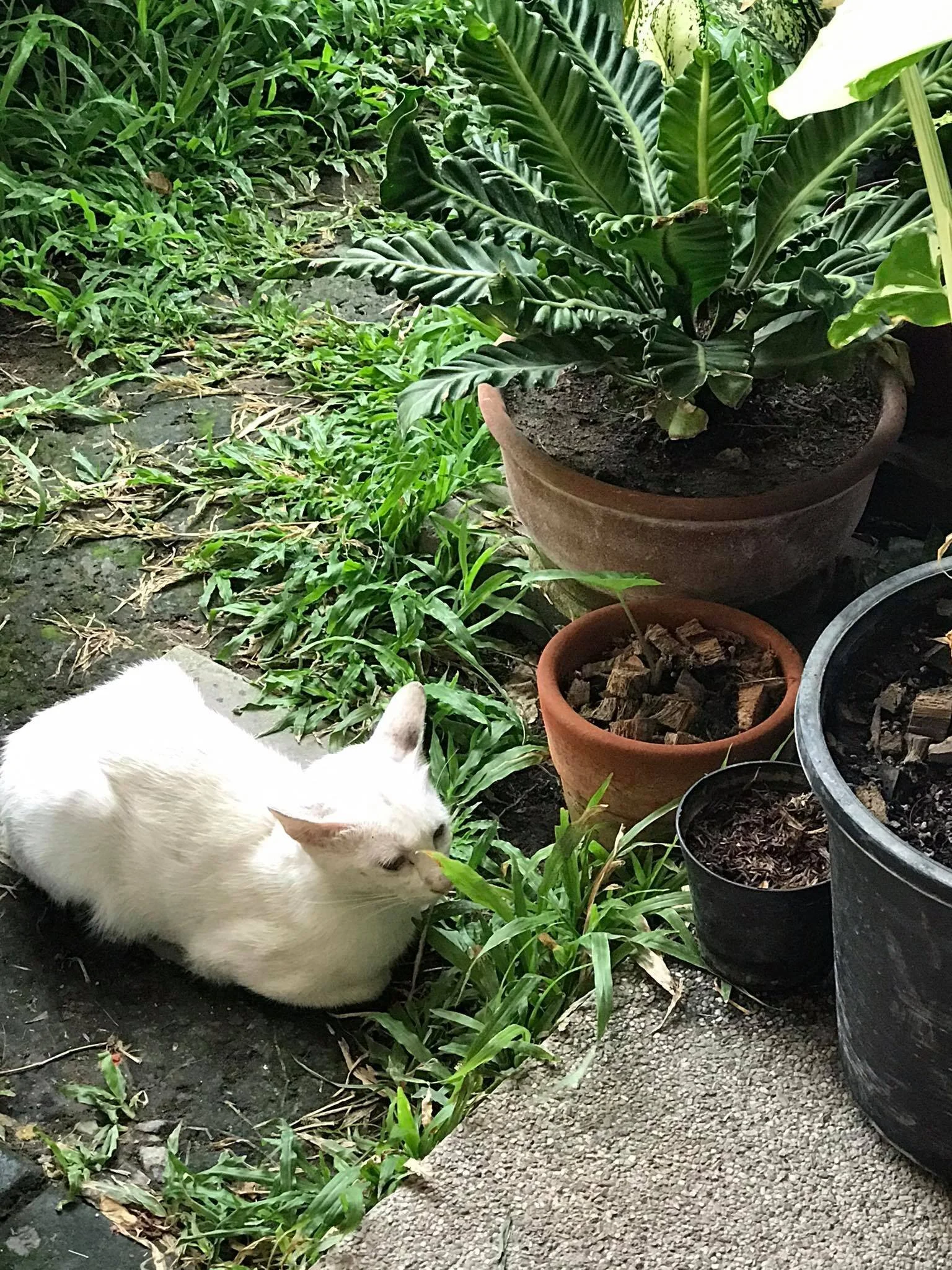 Olaf, one of our cats who live outside our home in the province, on a rainy afternoon.