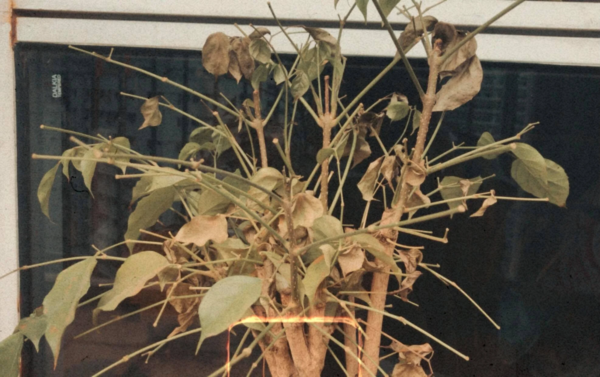 Of dried leaves, grief, and prayers