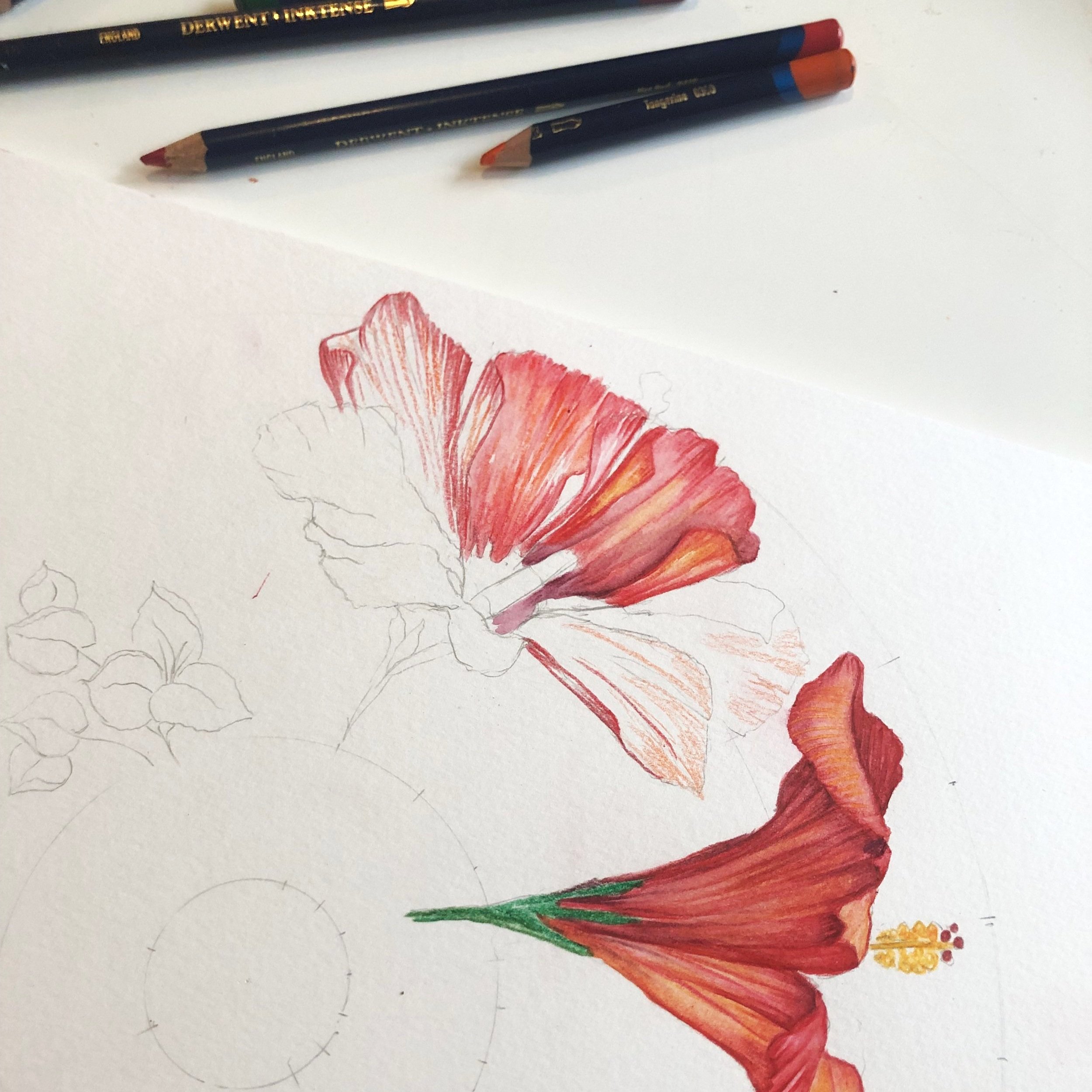 Victoria-von-Stein-Hibiscus-drawing.jpg