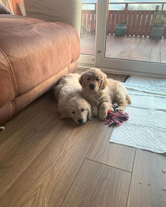 Our two pups have had a very busy day