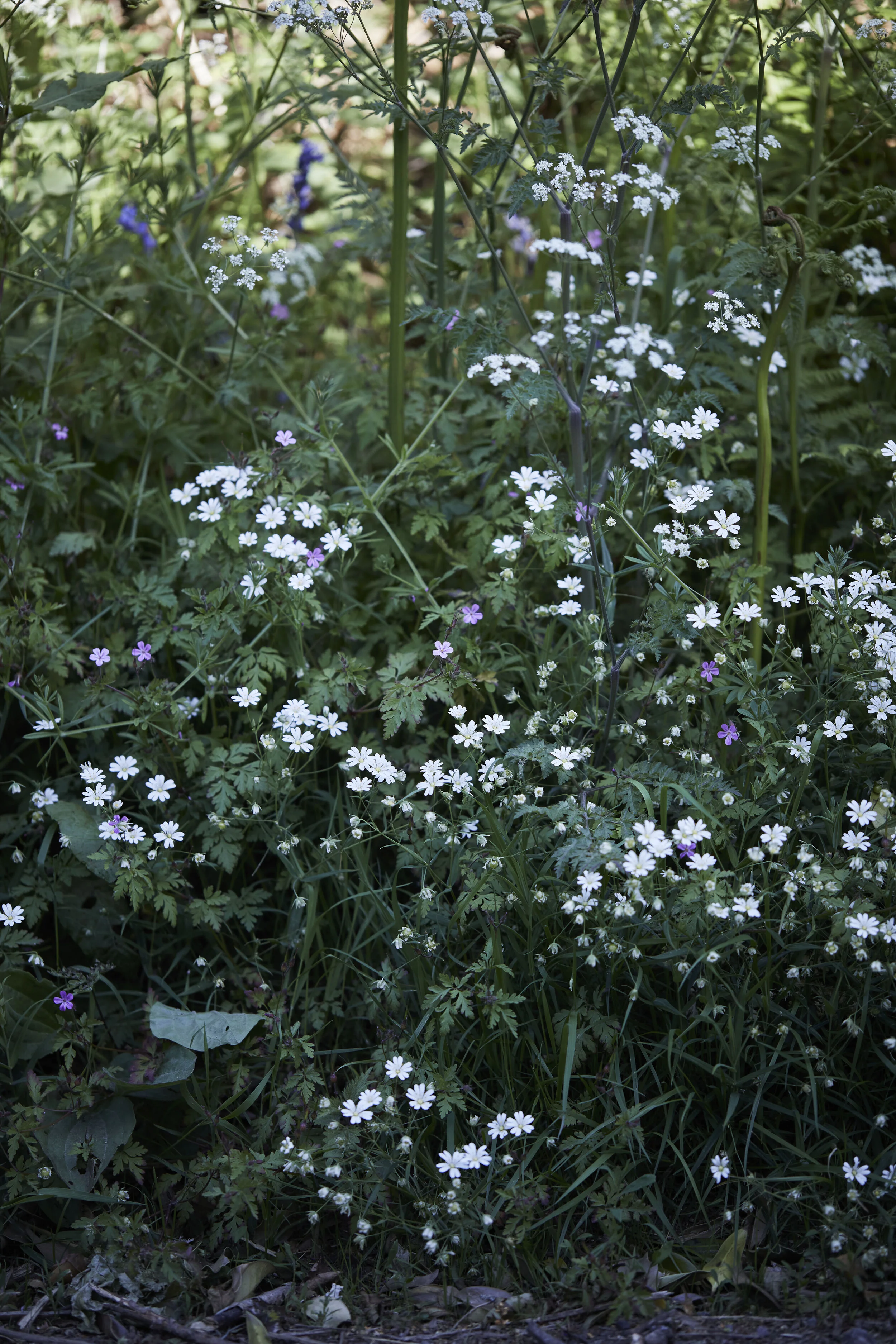 Down the lane in Spring