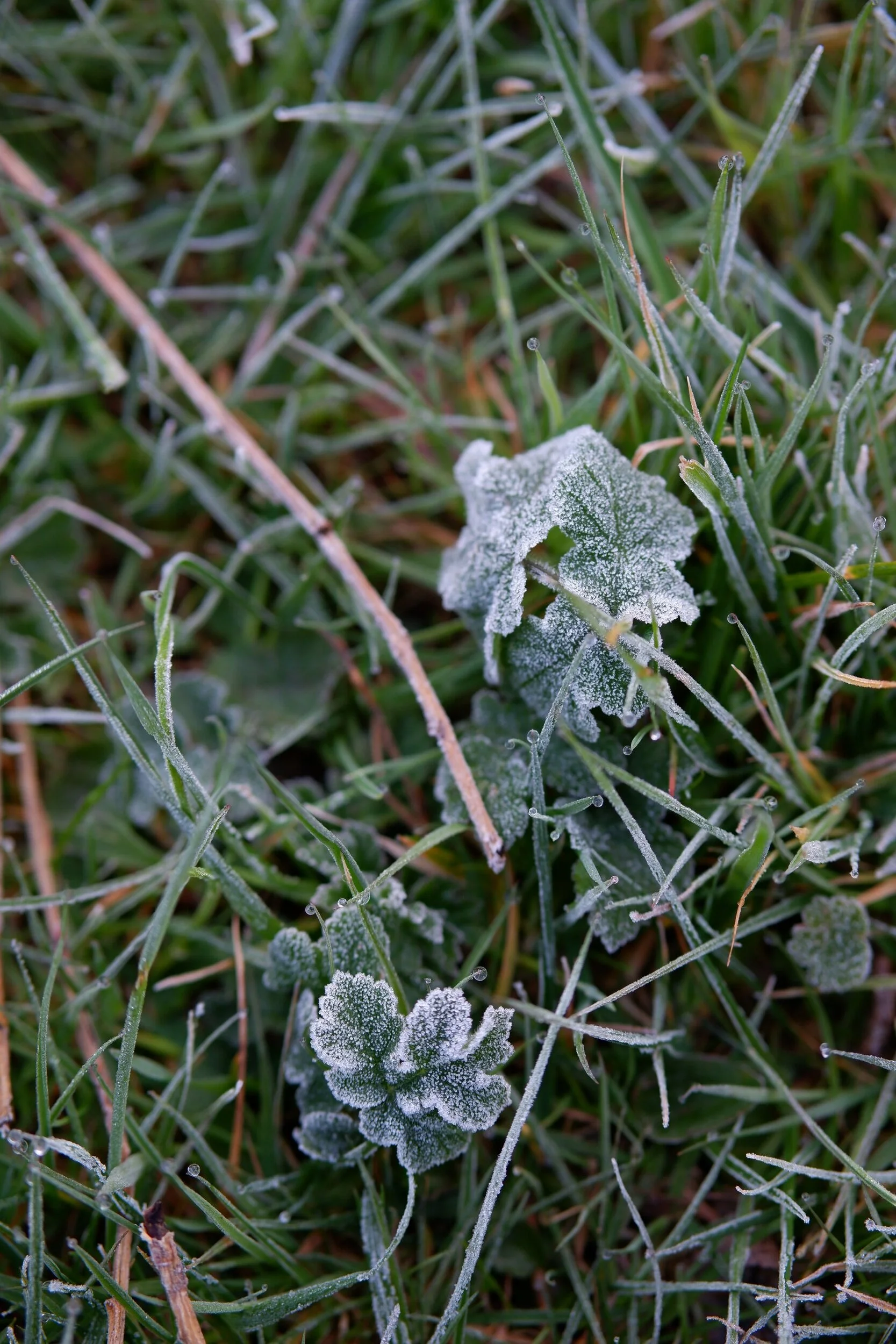 DSCF2594.jpg