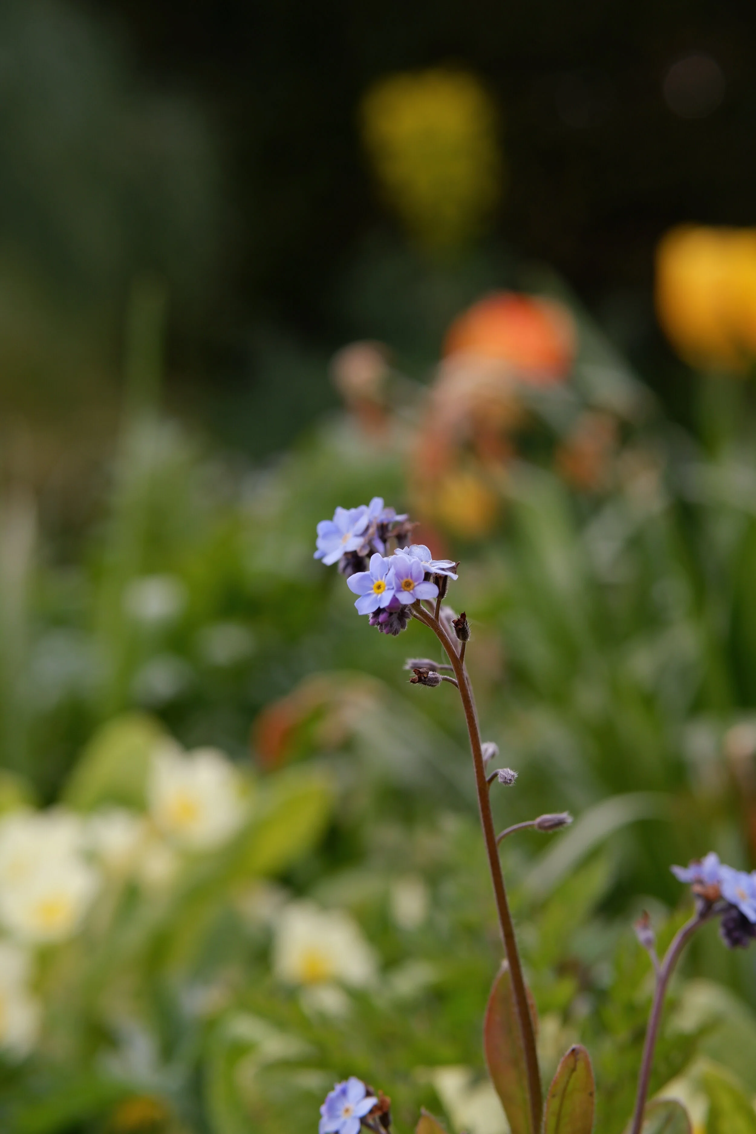 dixter-forgetmenot.jpg
