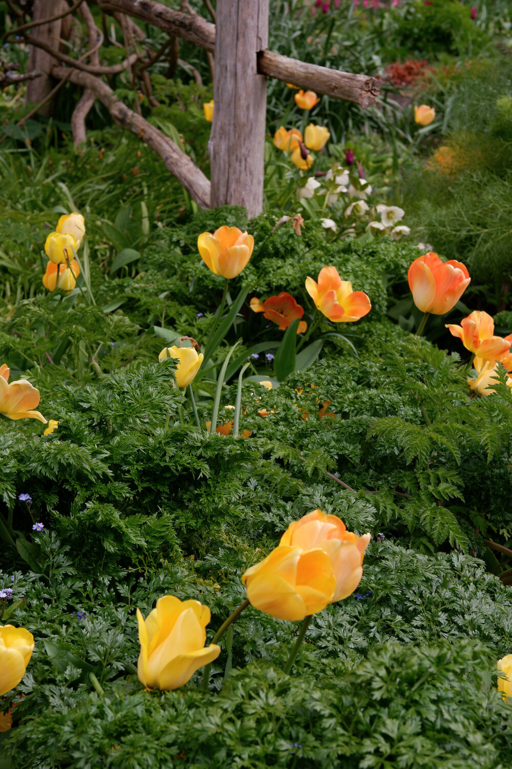 dixter-yellow-tulips.jpg