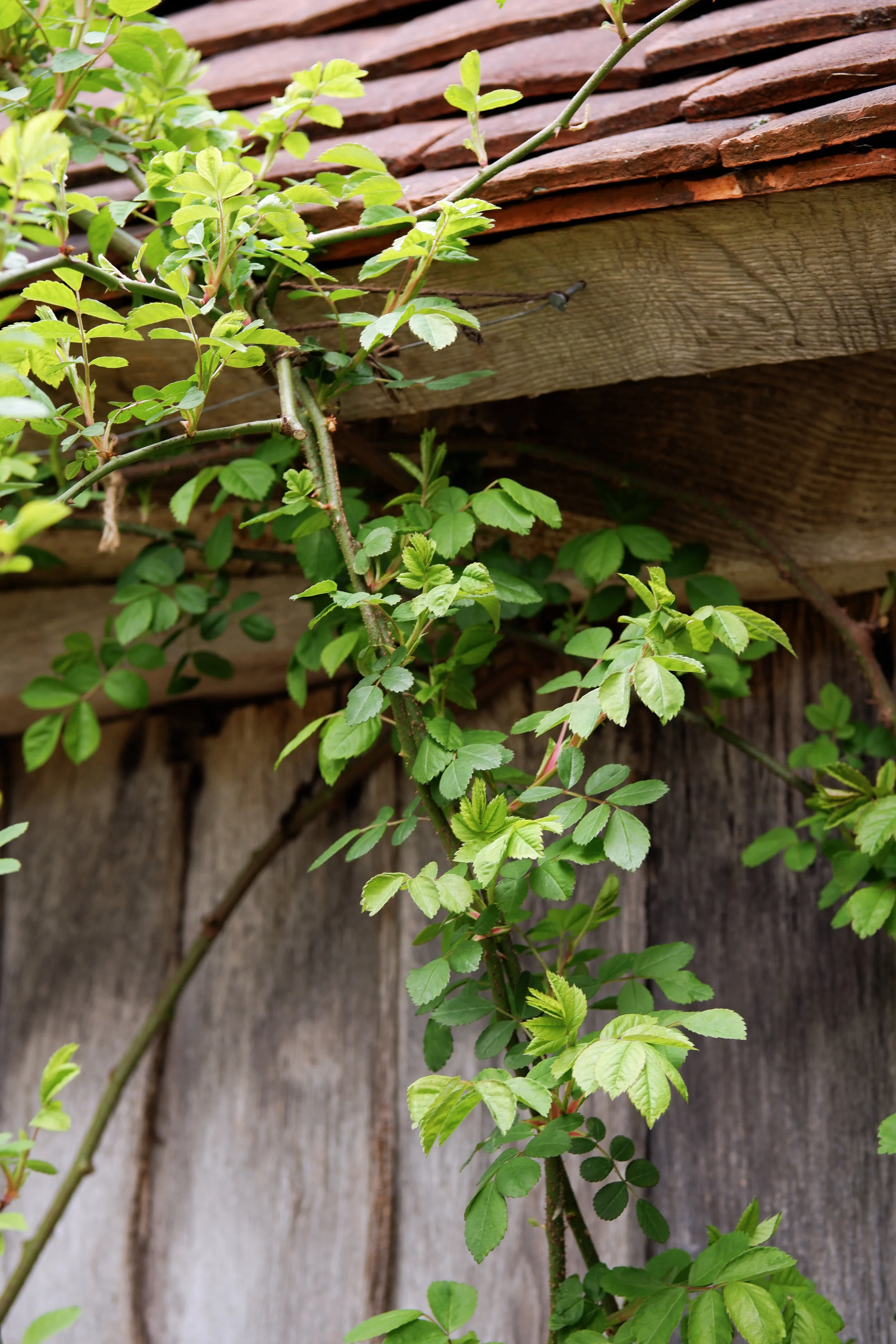 dixter-rose-barn-roof.jpg