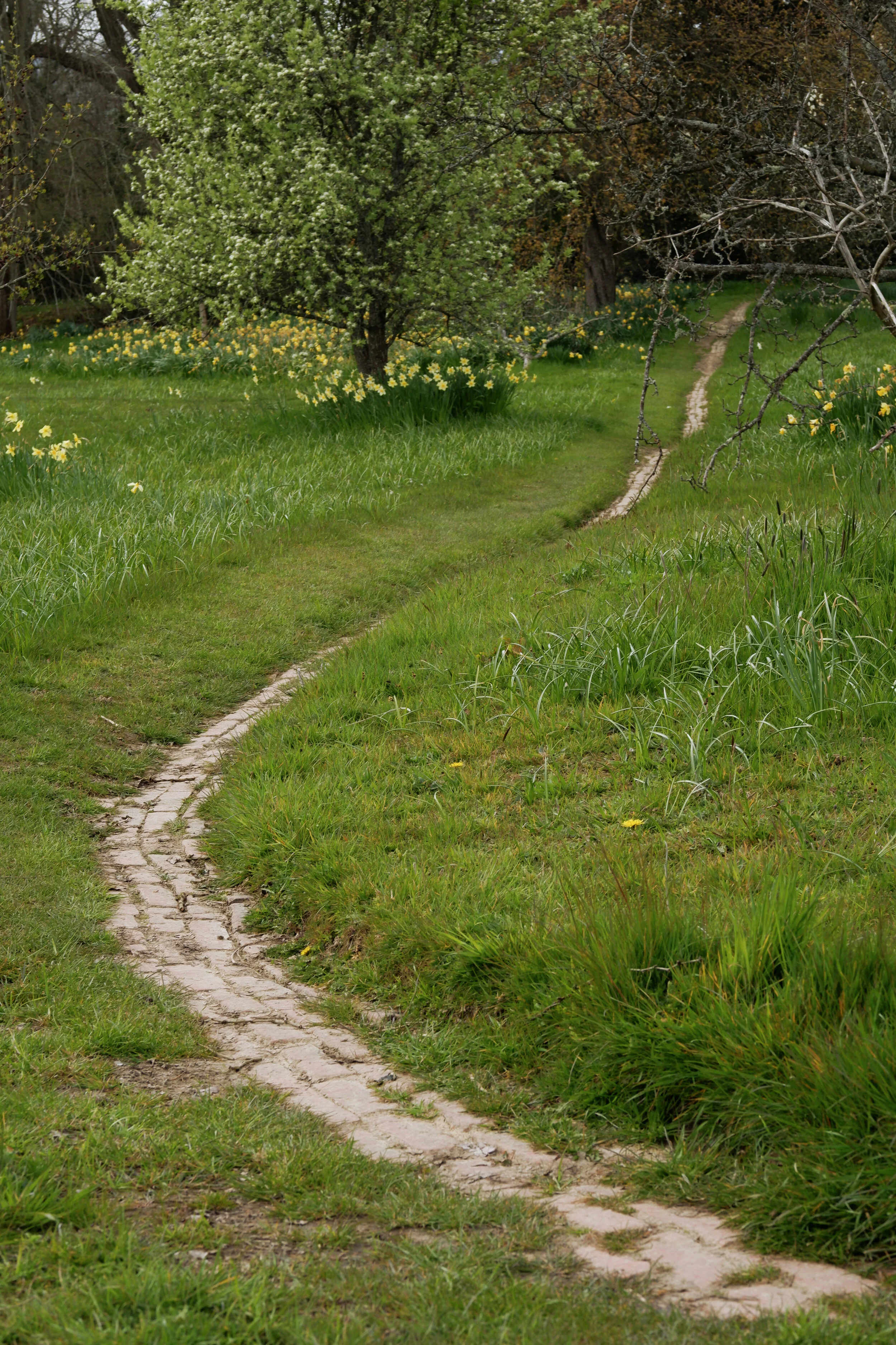 dixter-path.jpg