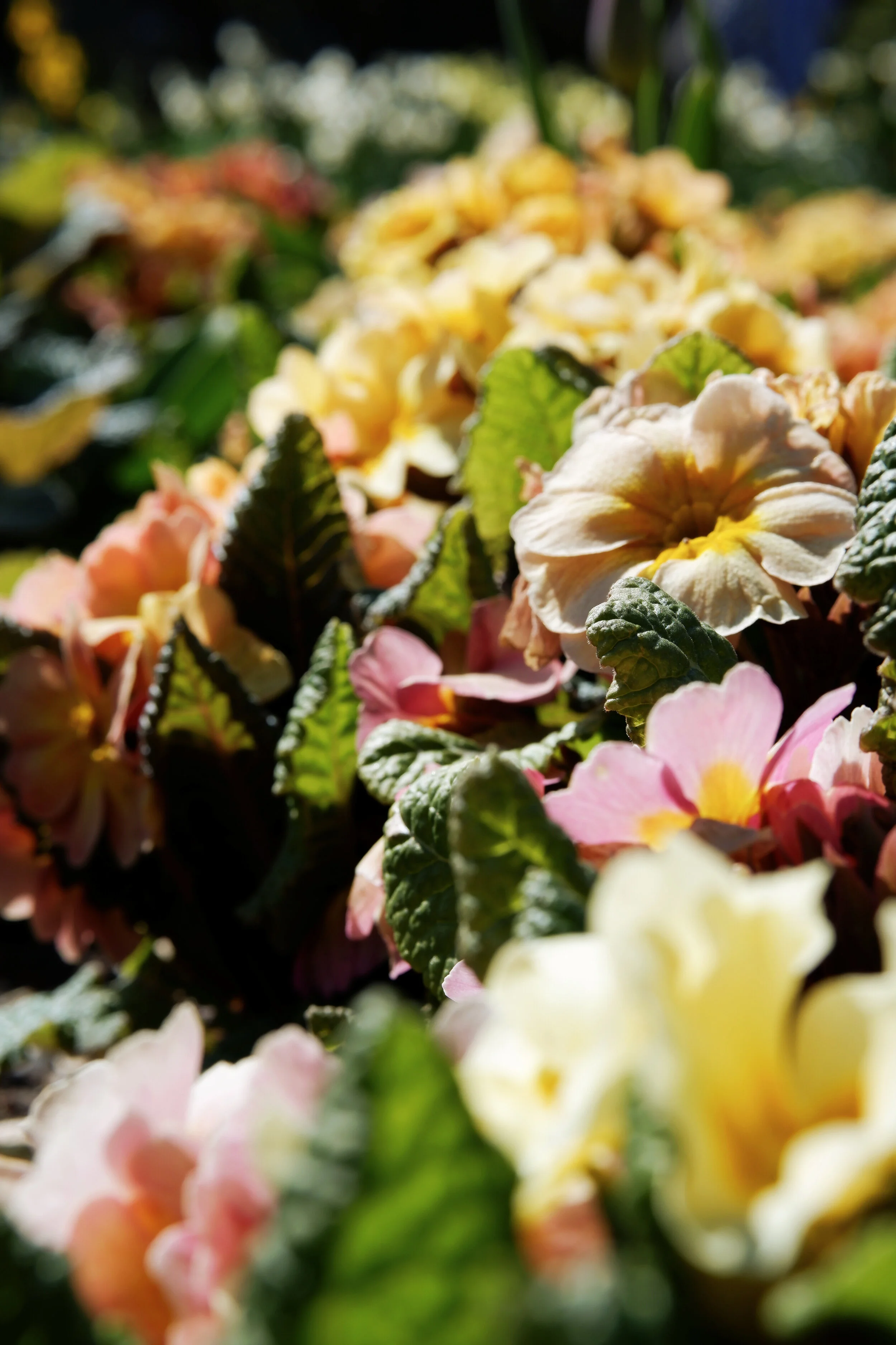 perch-hill-primroses.jpg