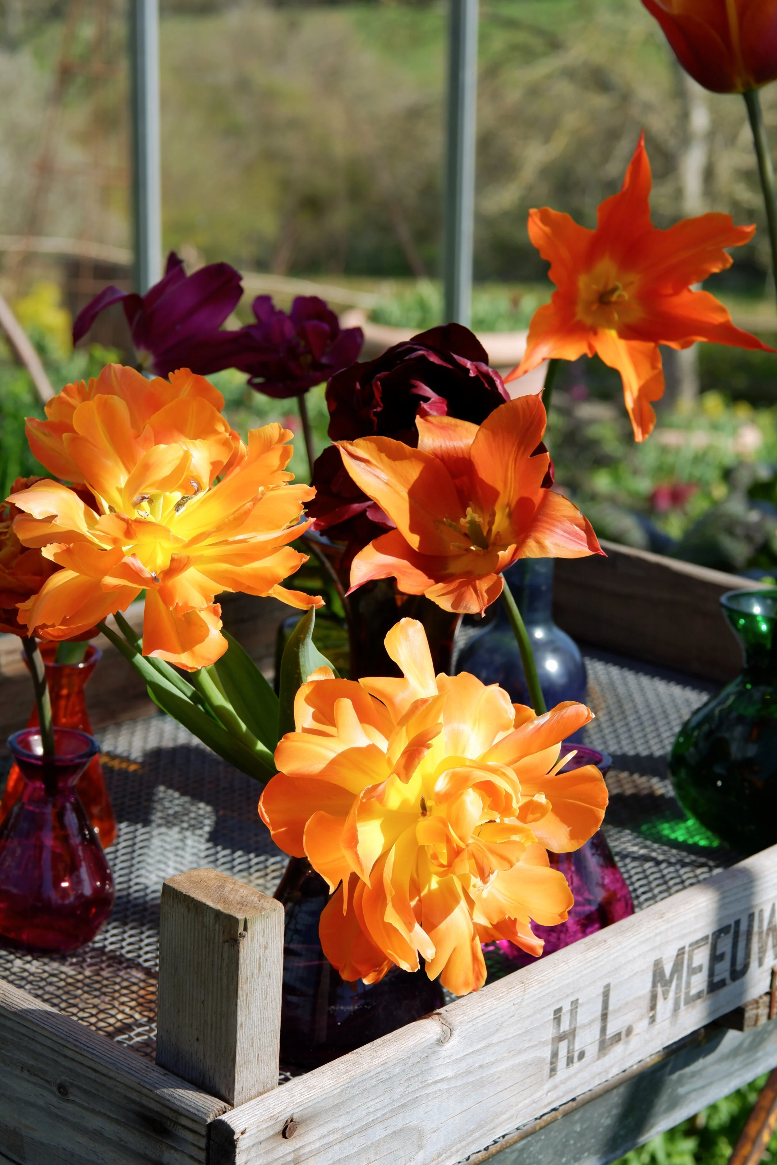 perch-hill-tulips-greenhouse.jpg