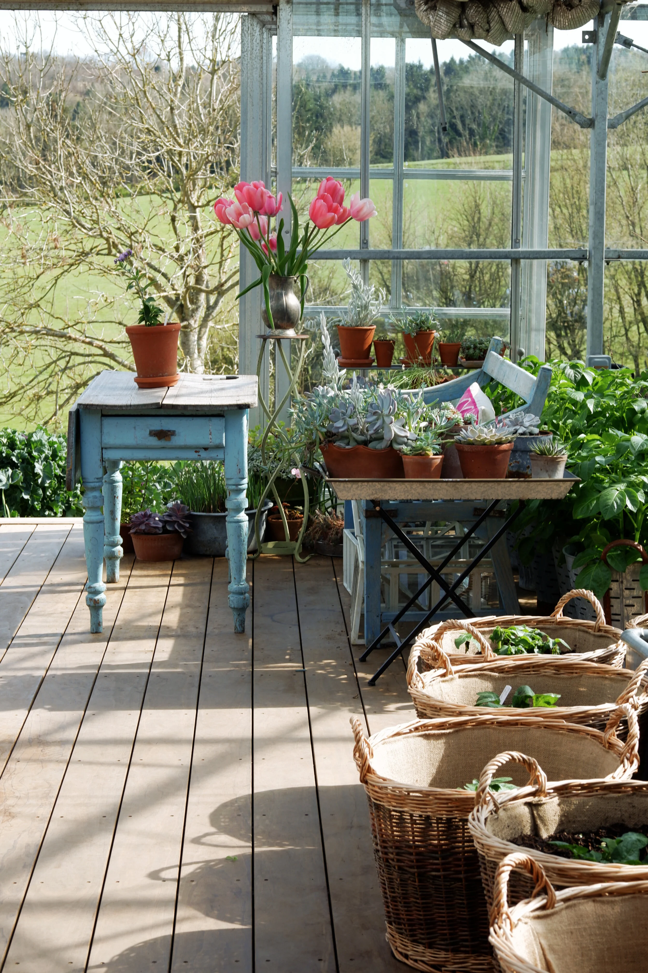 perch-hill-arthurs-tulips.jpg