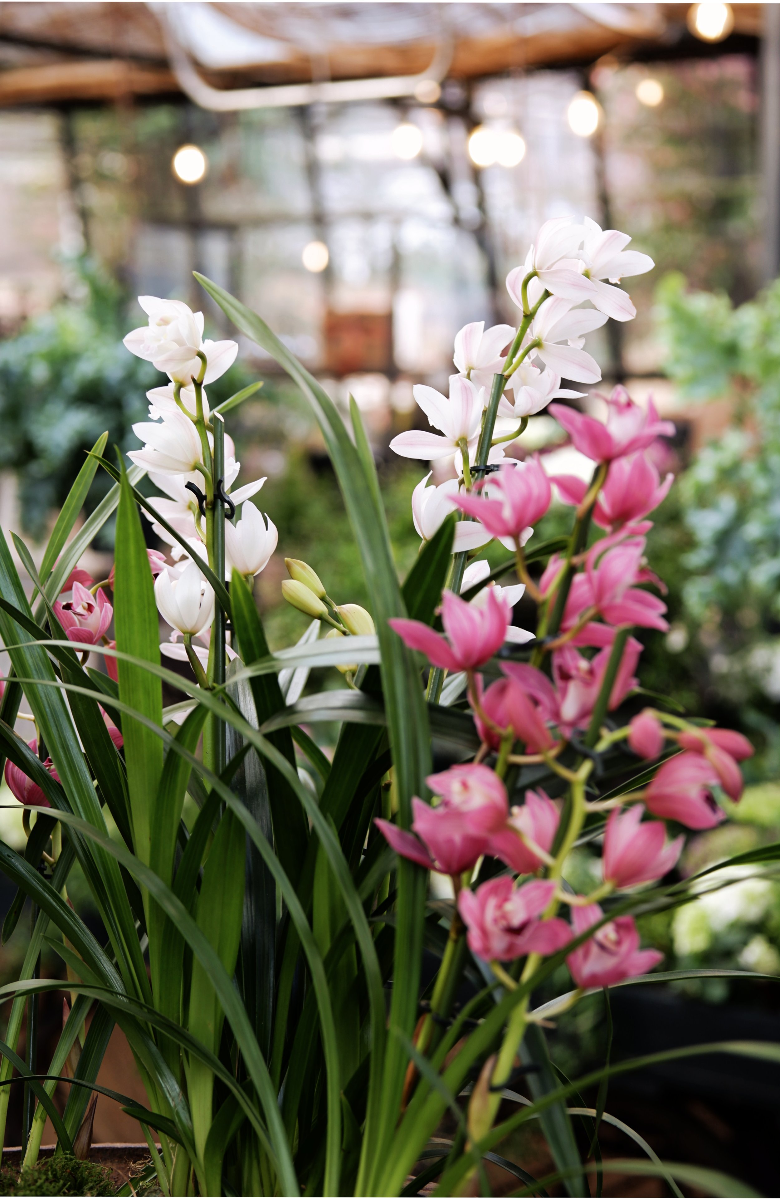 petersham-orchid.jpg
