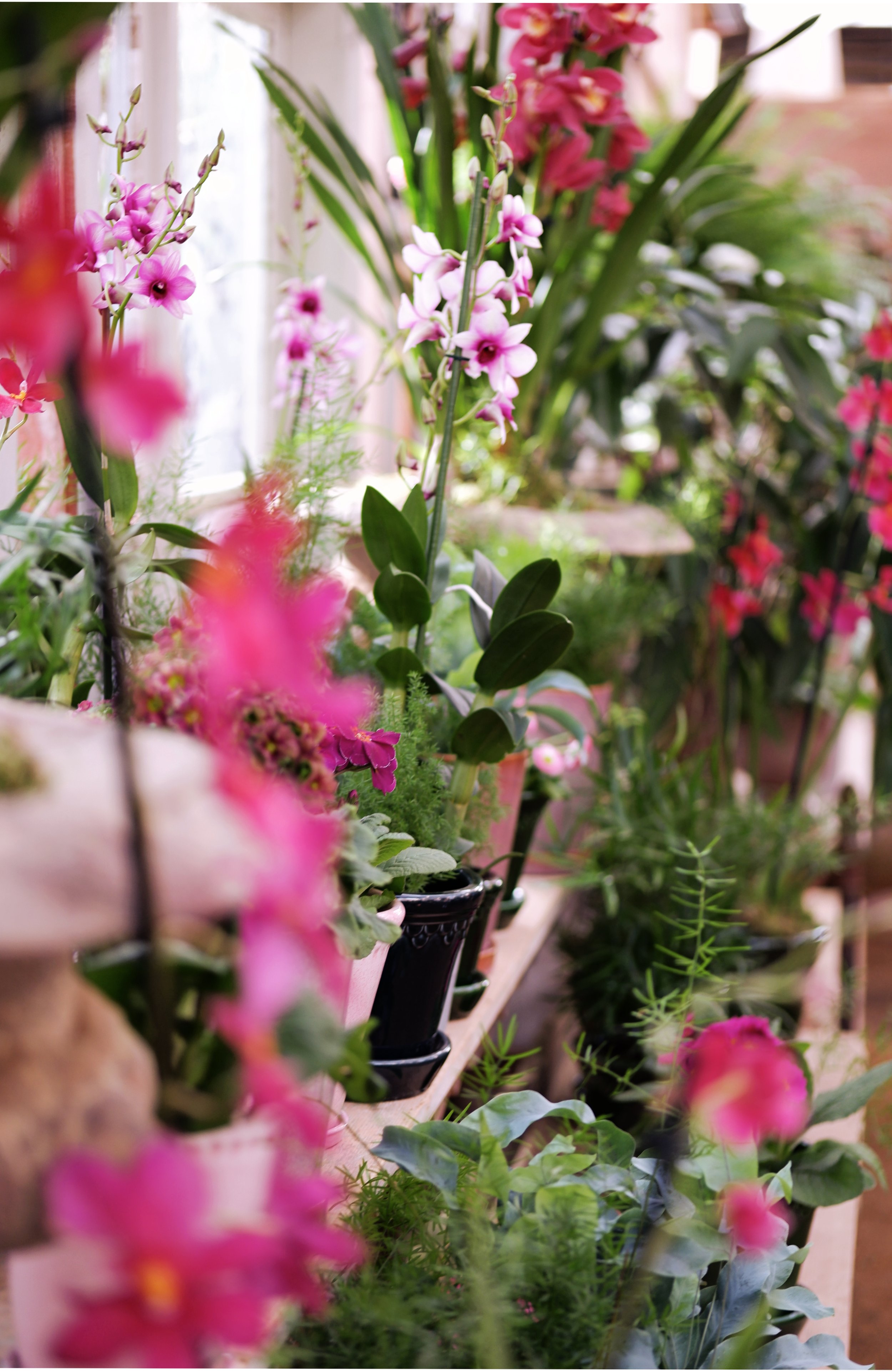 pink-orchid-display-petersham.jpg