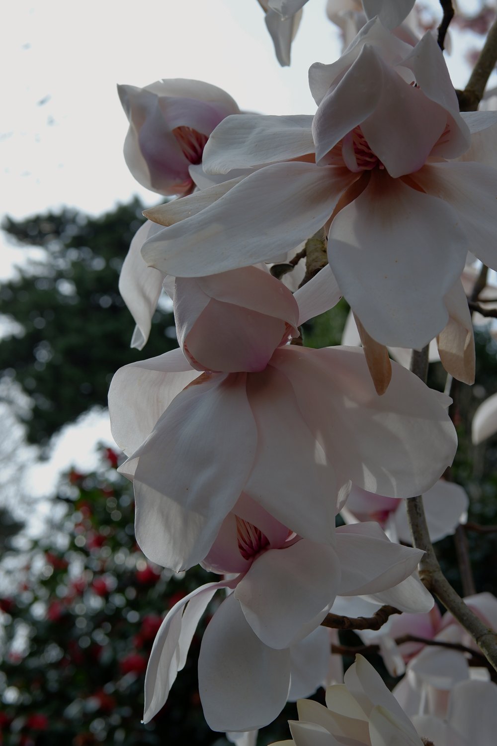 magnolia-caerhays.jpg