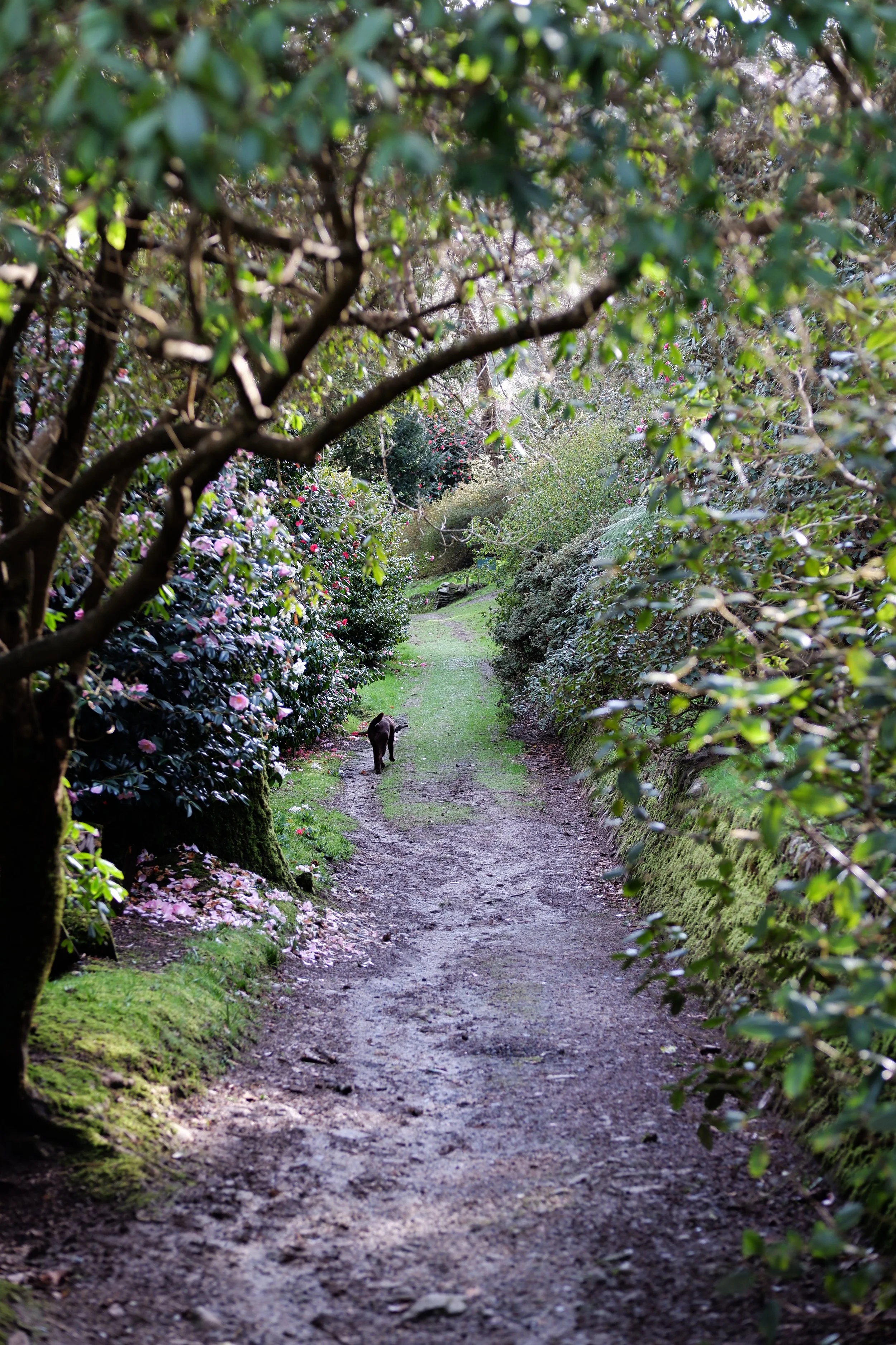 caerhays-track.jpg