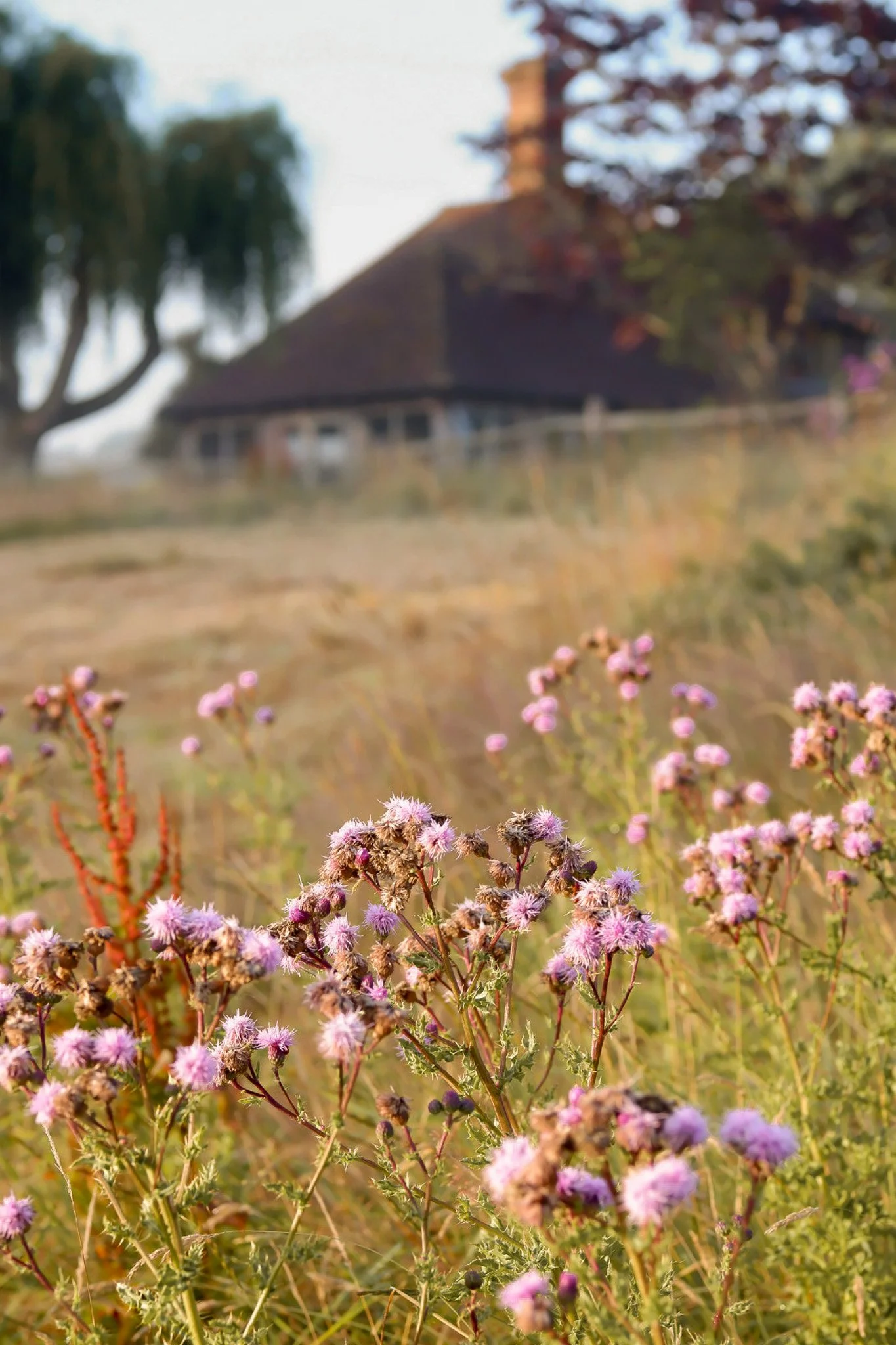 On thistles and a late summer Garden visit