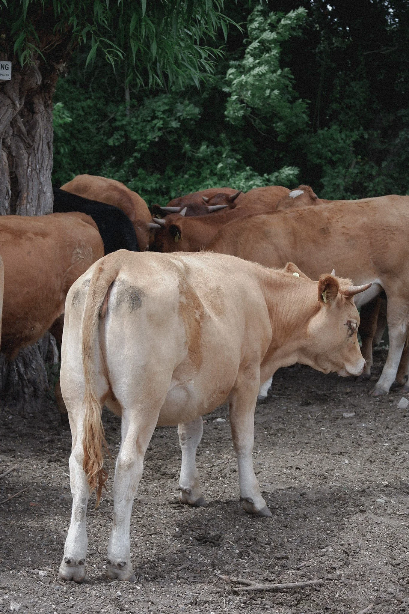 cows.jpg