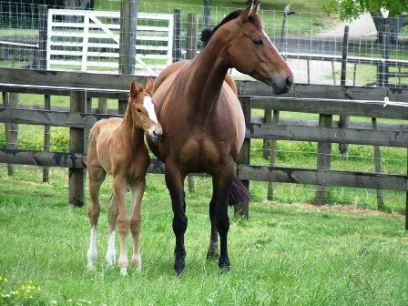 delaney-ls-with-her-foal-by-cervelt-mvnz.jpg