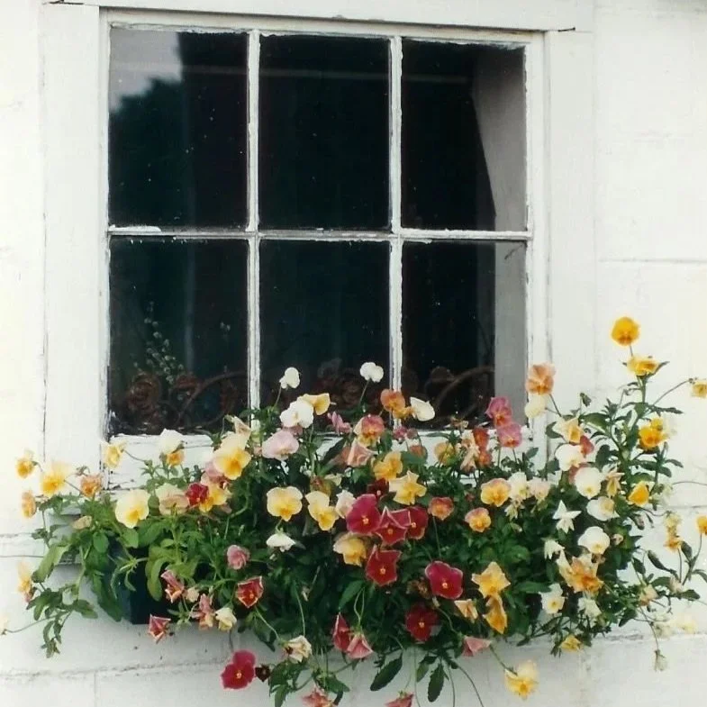 Allegra Balconetta