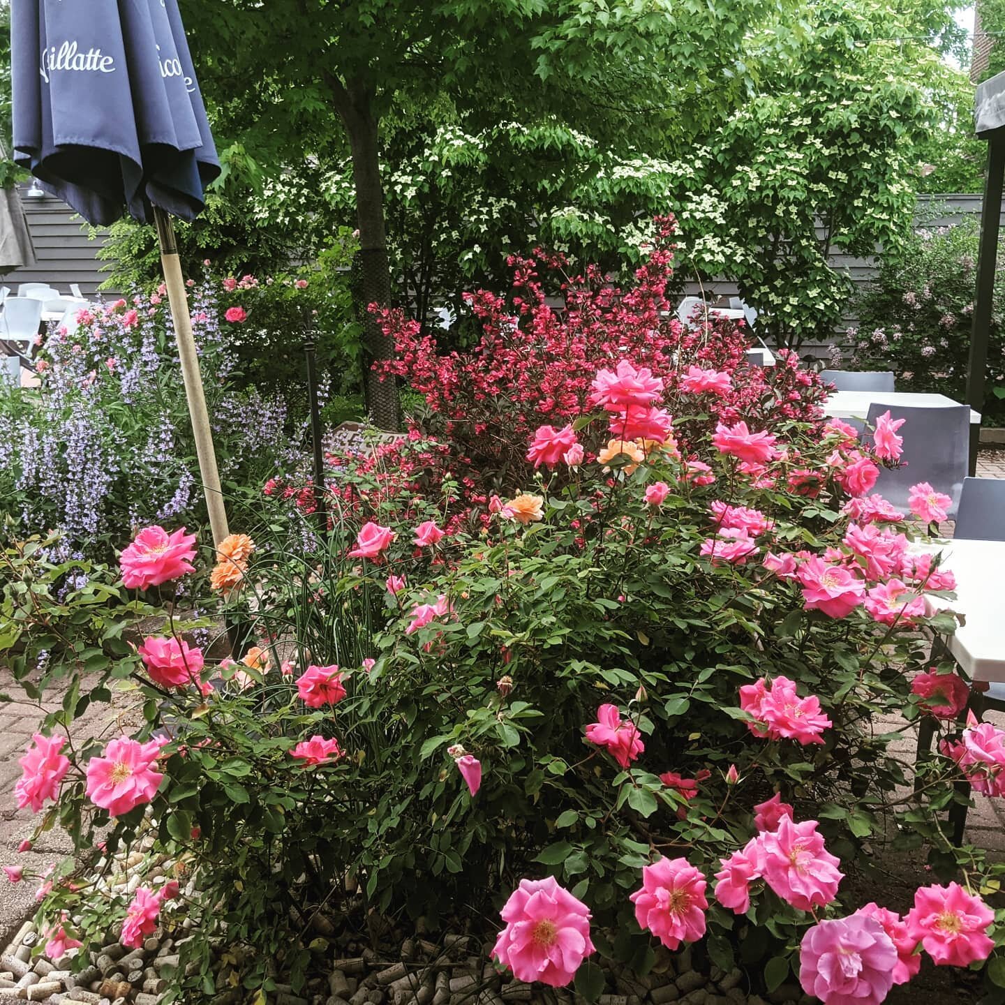 The patio garden is in full bloom and it is gorgeous! Join us tonight and enjoy this Corvina Special amongst the flowers 🌷🌞