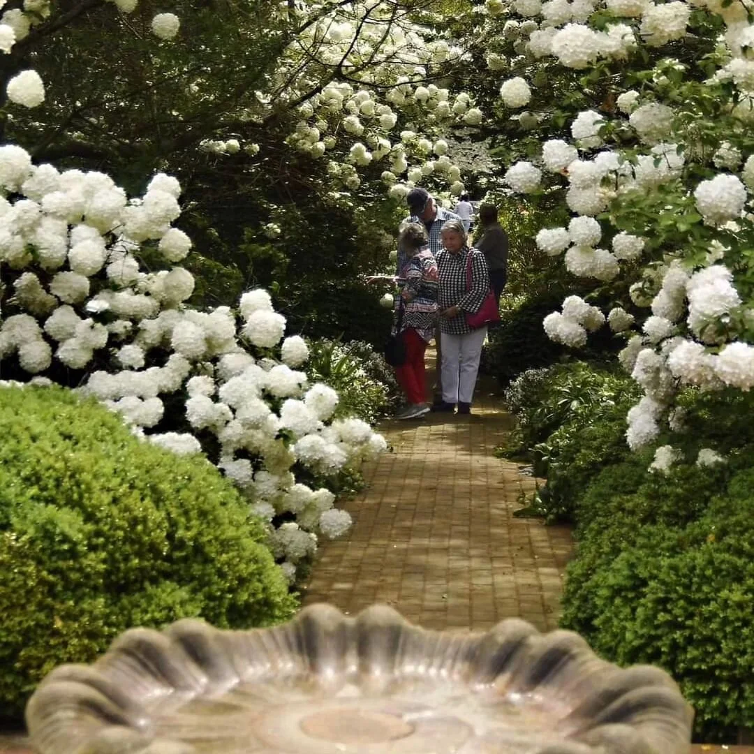Did you stroll the lush viburnum-lined walkways at Wharton Place last month? If not, we&rsquo;ve got you covered! Nothing is quite like viewing Historic Garden Week gardens and arrangements in person on tour day, but we&rsquo;re pleased to share thes