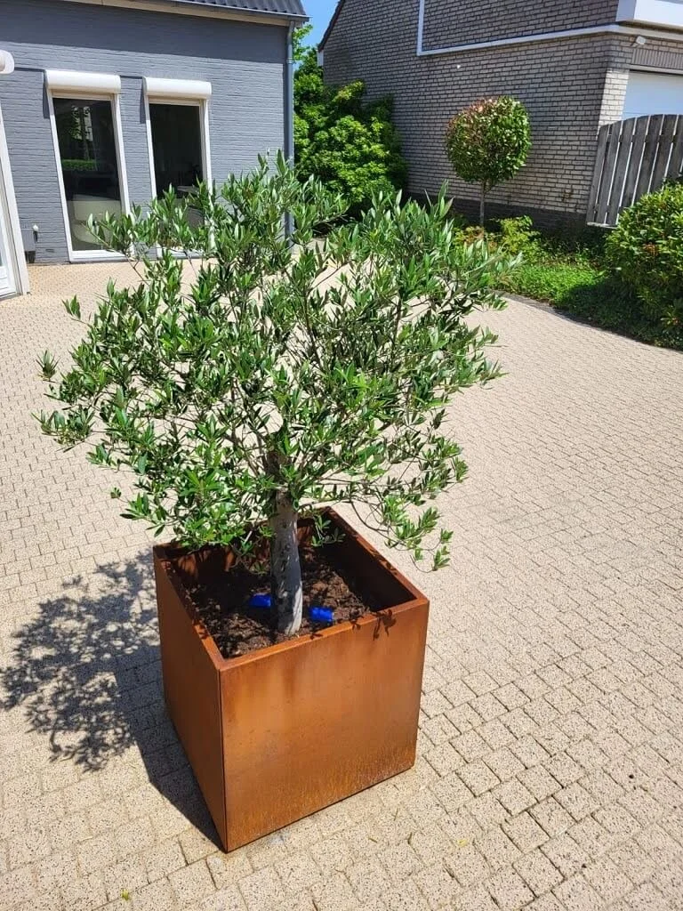 Vierkante plantenbak van cortenstaal 60x60x60 cm