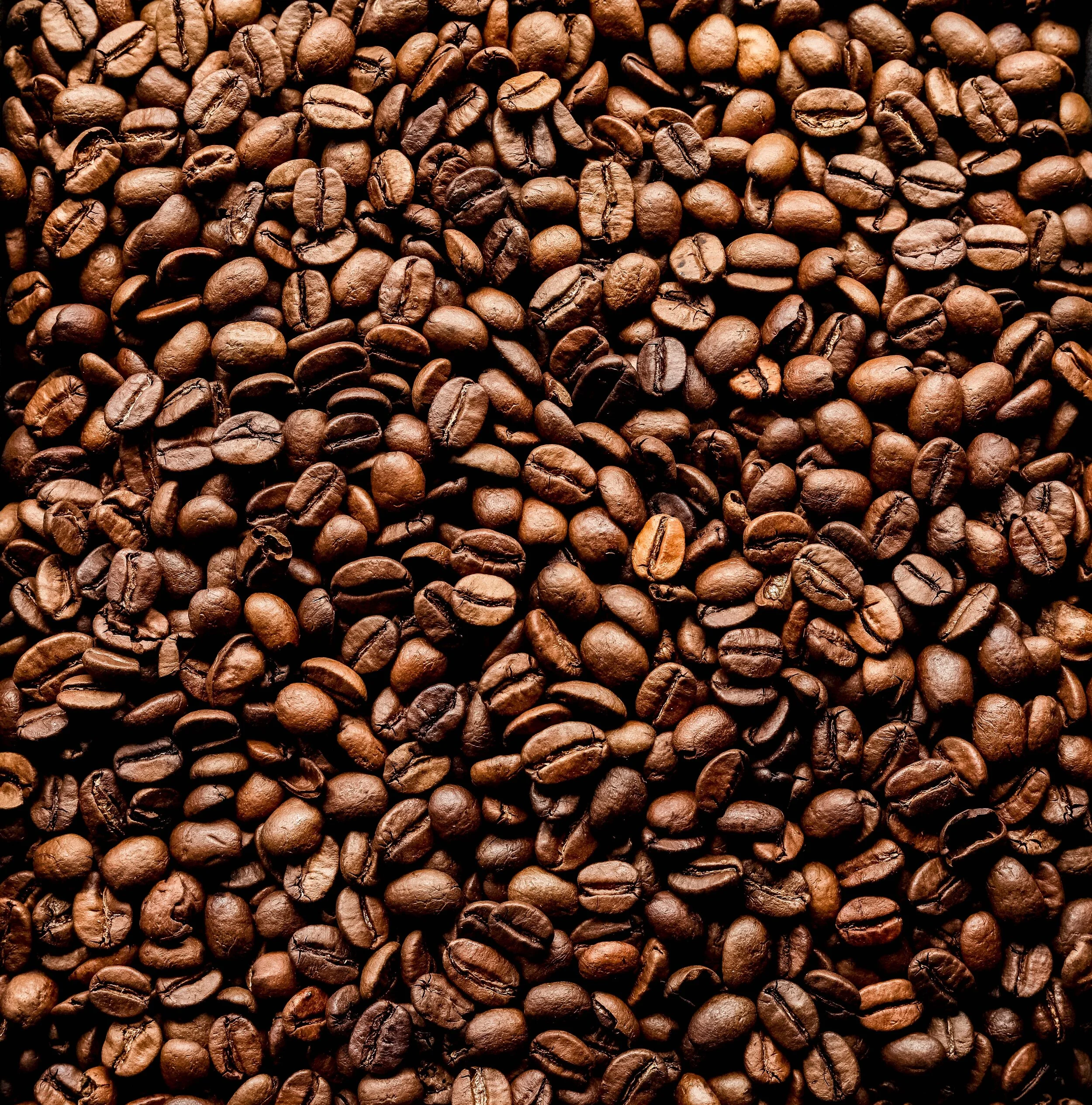 Haufen von dunklen Kaffeebohnen. Fotografiert von Sarah Neuner.