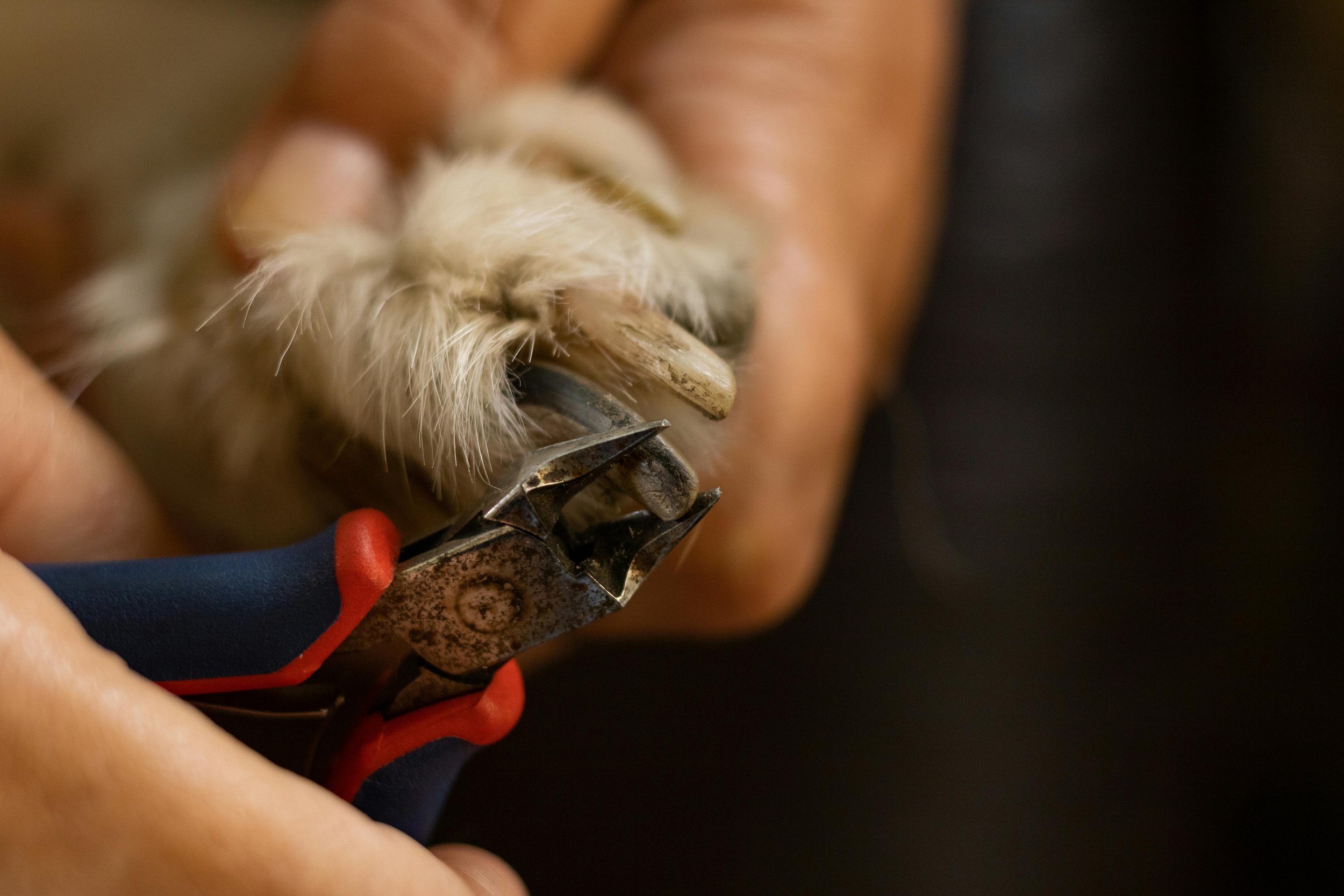 Nail Clipping and Ear Cleaning Clinic for Cats and Dogs