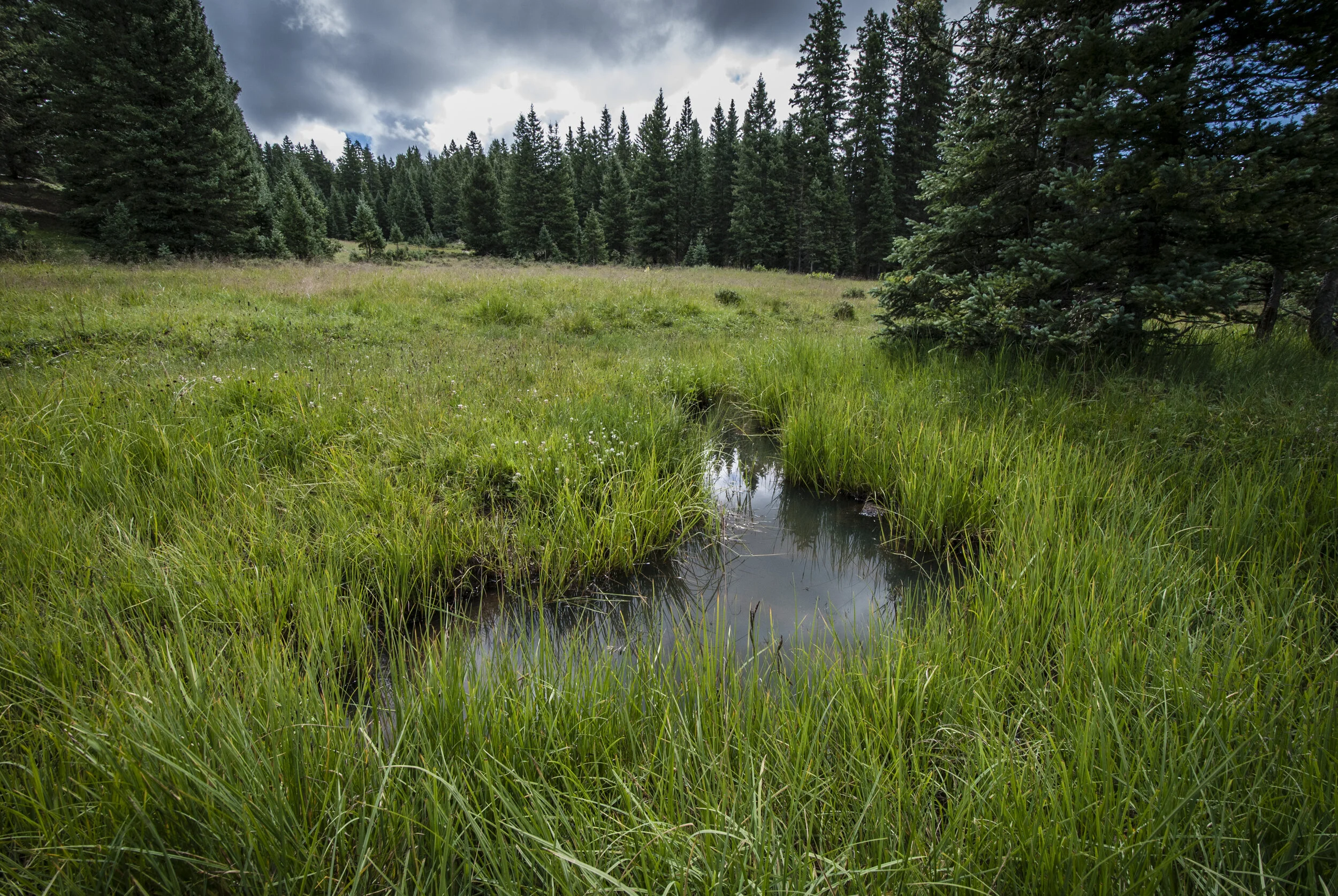 ODonnell_NM_SFNF_San_Pedro_Parks_wilderness_wetlands-030 (1).jpg