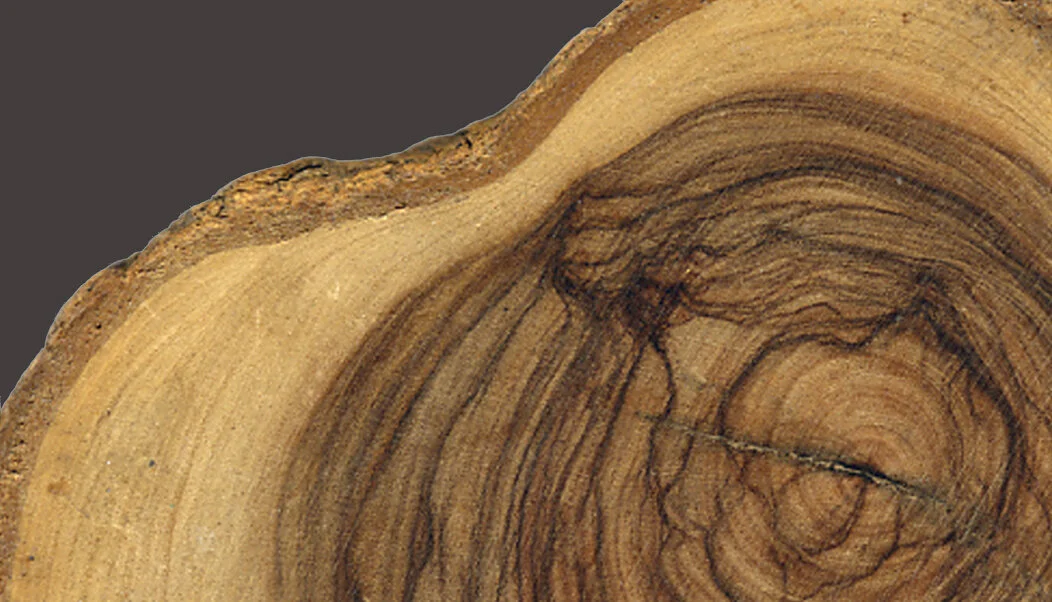 H_DavidWolfe-splash copy.jpg