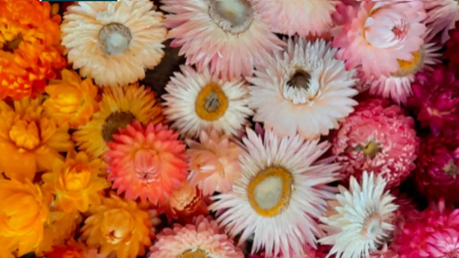 Embrace the Season with a Dried Flower Workshop