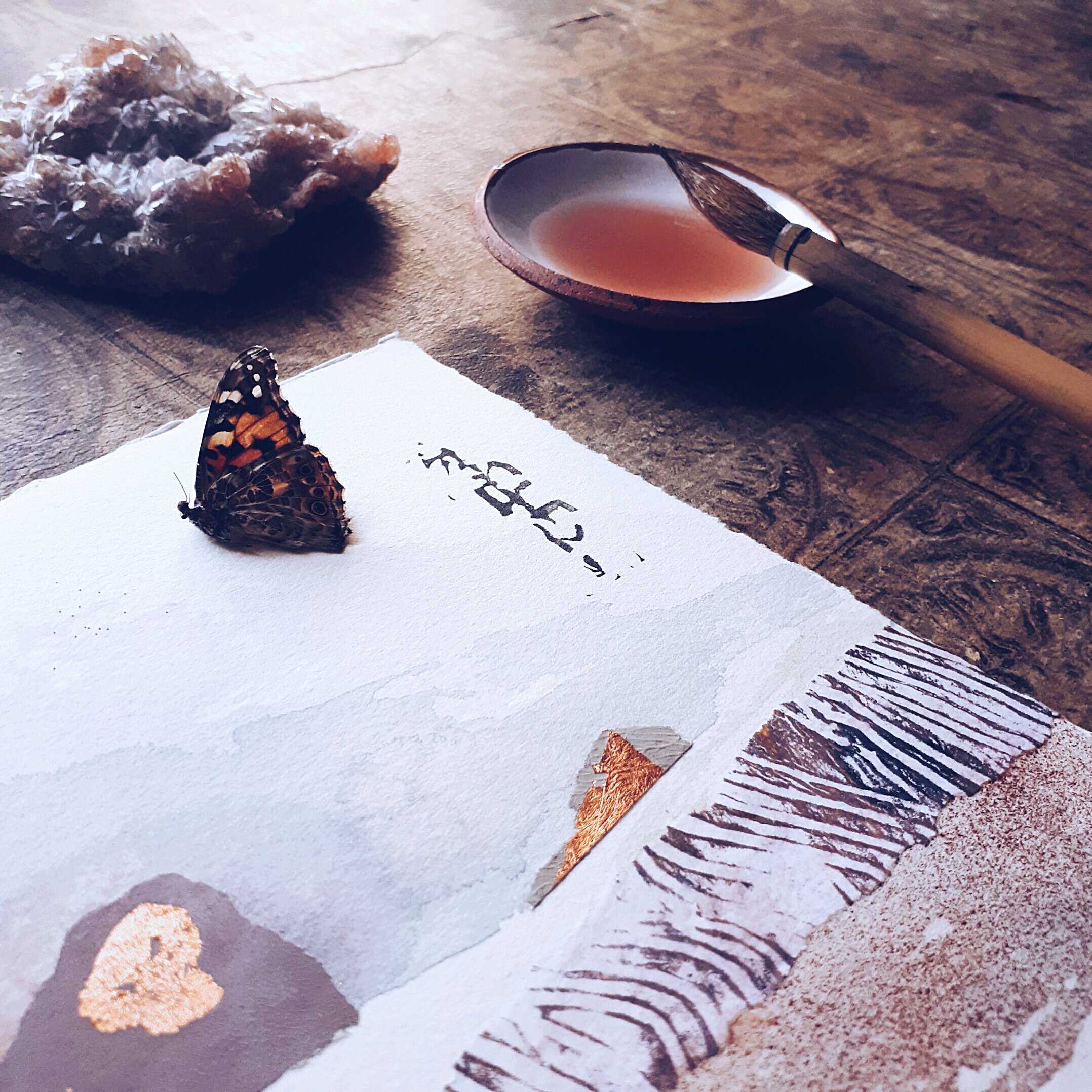 a butterfly found by the edge of the road