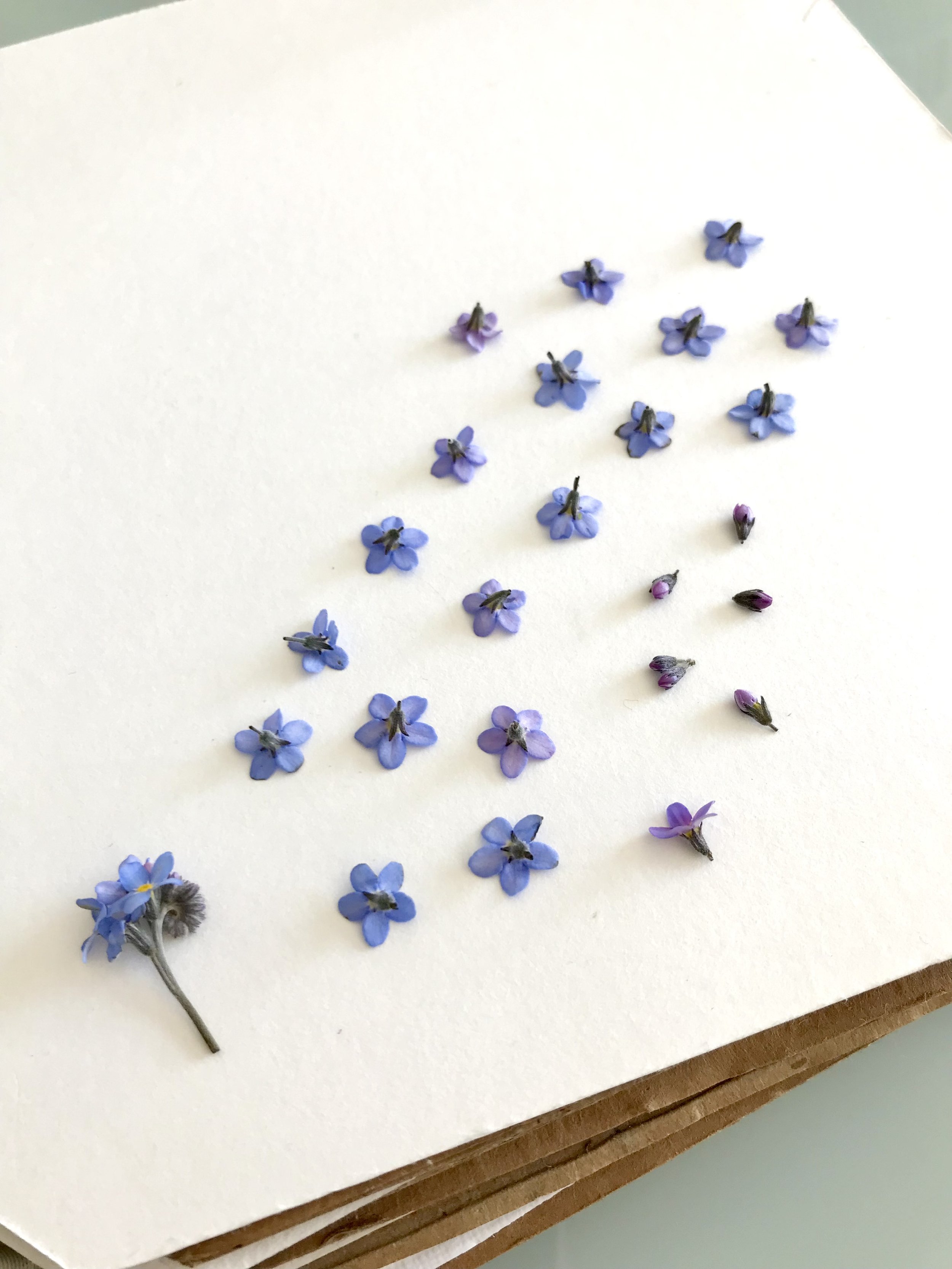pressed forget-me-nots