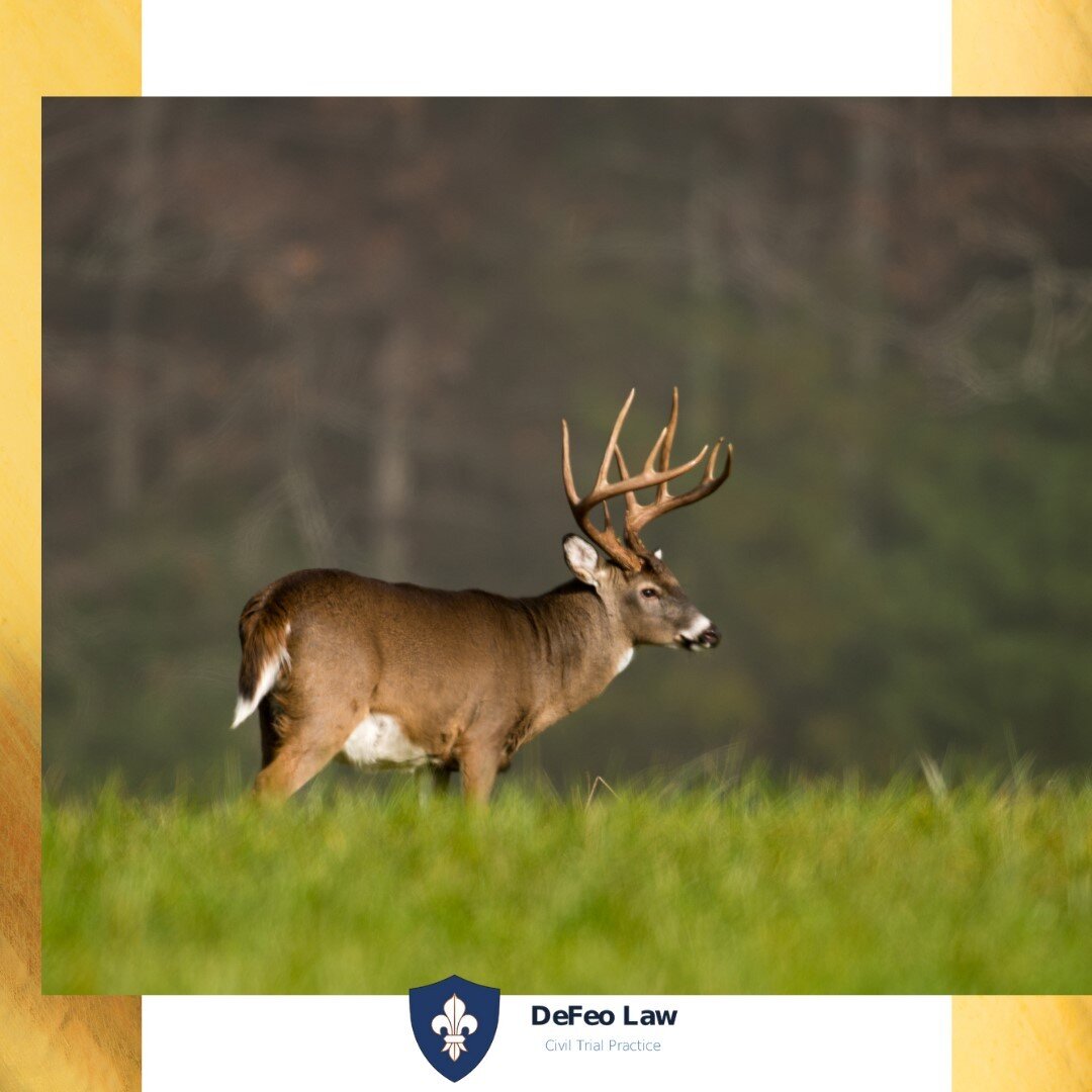𝐇𝐮𝐧𝐭𝐢𝐧𝐠 𝐬𝐞𝐚𝐬𝐨𝐧 𝐡𝐚𝐬 𝐛𝐞𝐠𝐮𝐧!

Who else is excited? Have you been out already? Let us know below!

While hunting season is a sport that many enjoy, we need to keep the laws and safety measures in mind.

One of the best ways to ensure