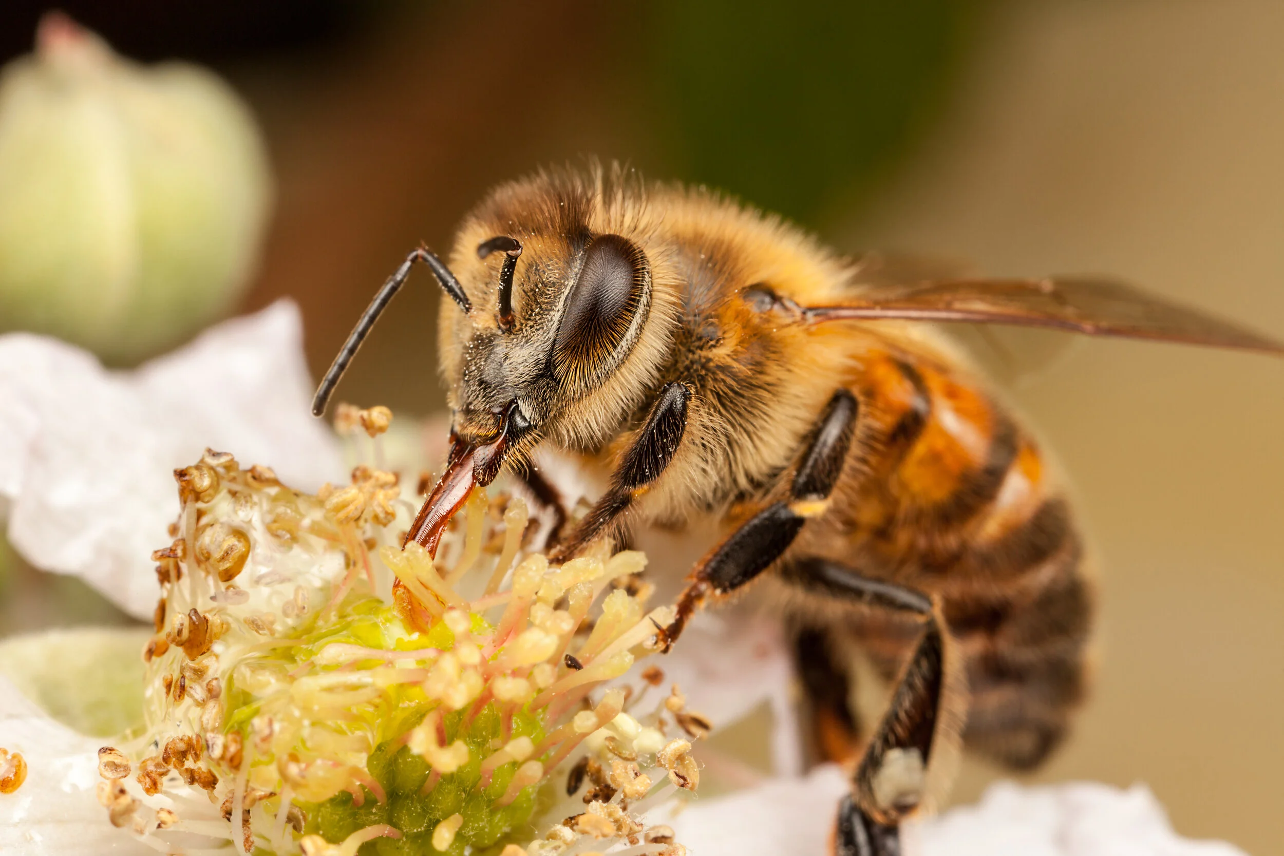 Six Ways to Save the Bees