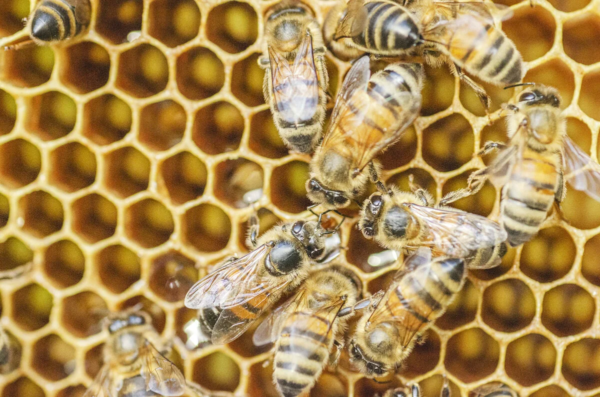 Honeybees Love Geometry
