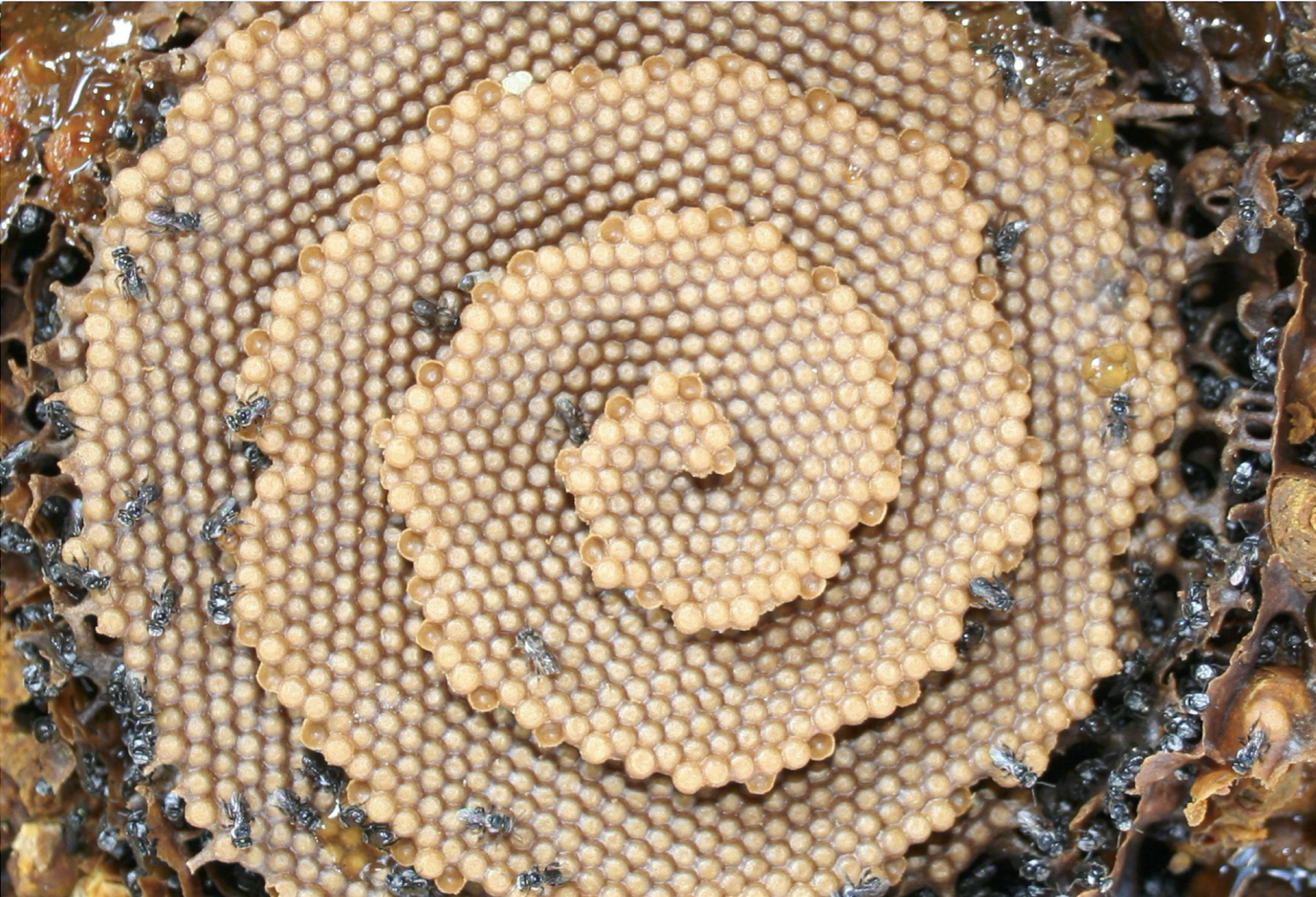 Spiral Honeycombs