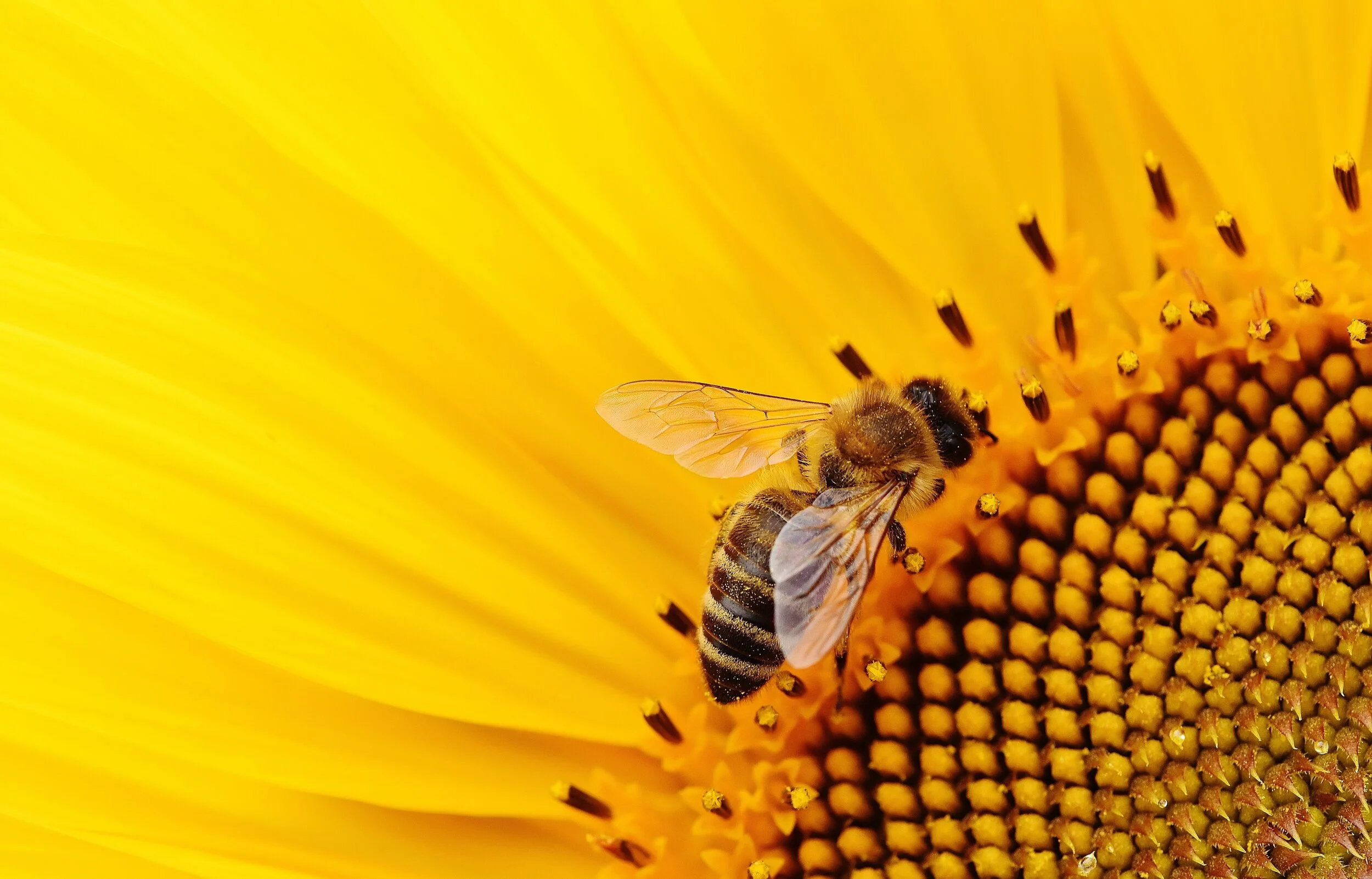 Foundation Helps Fund Program for Bee Awareness