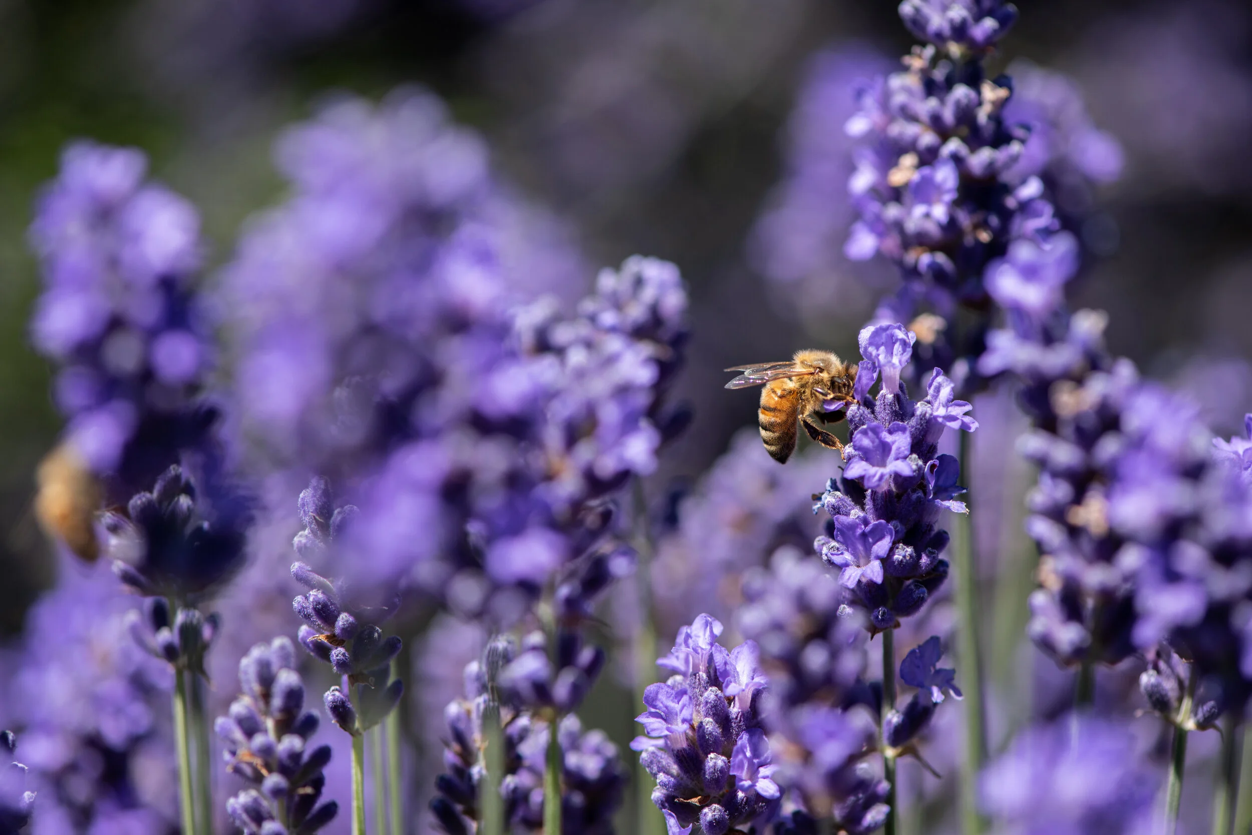 Why We Love Lavender