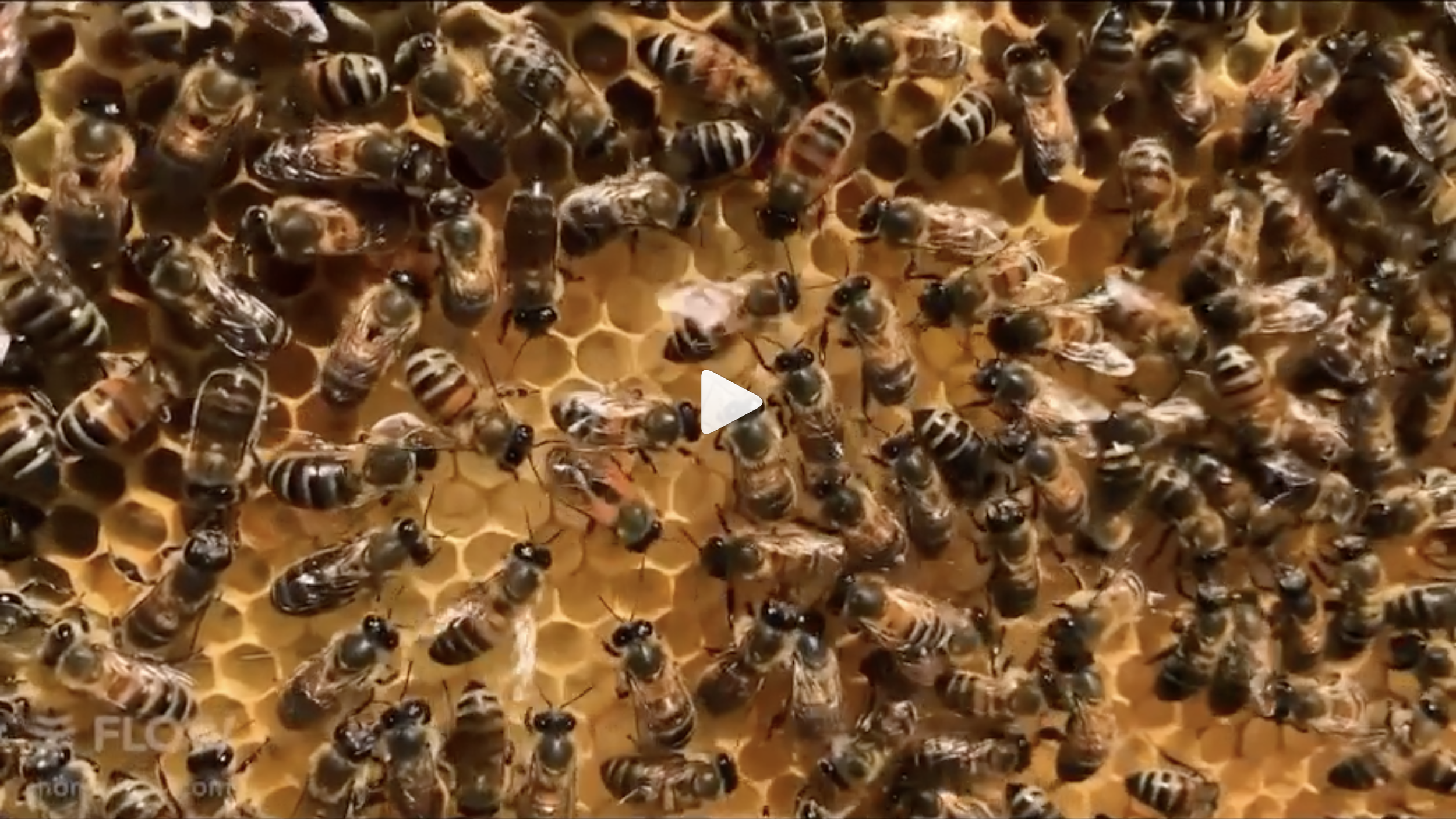 Do Bees Communicate?