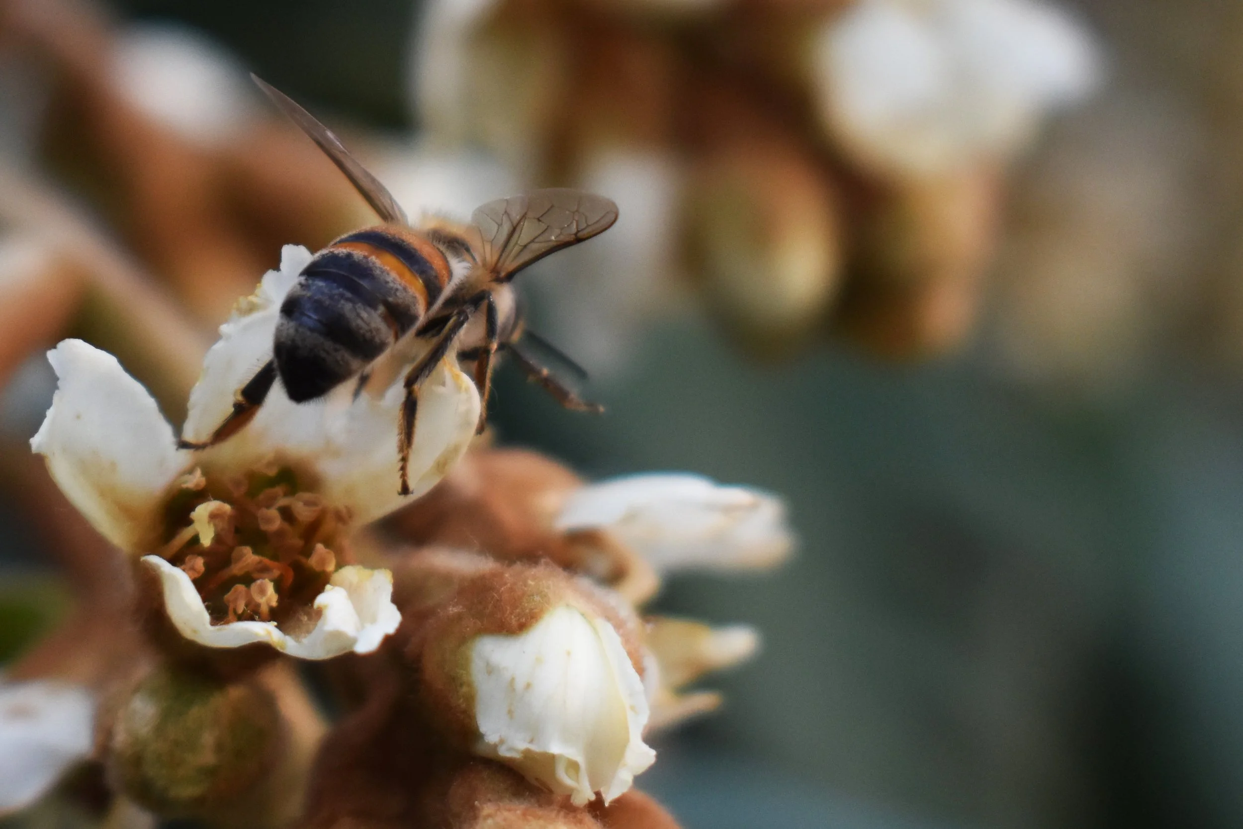 Buzz Into the New Year 