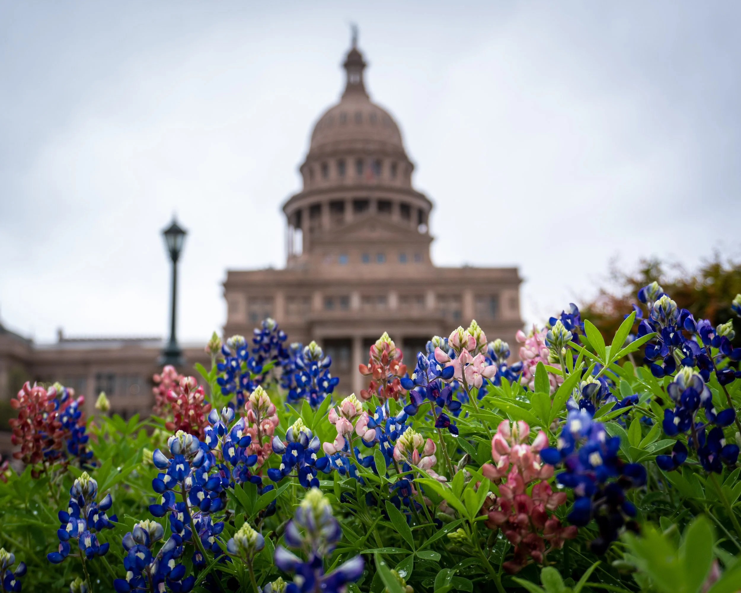 Advocating for Bees at the Texas State Capitol