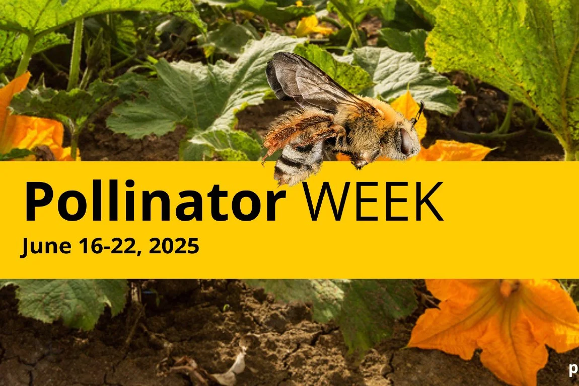 Let's Talk About Pollinators