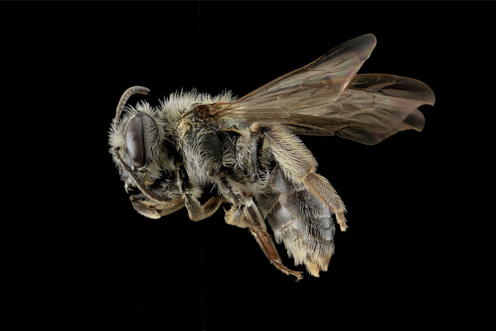 New Discovery: Meet the New Bee on the Block