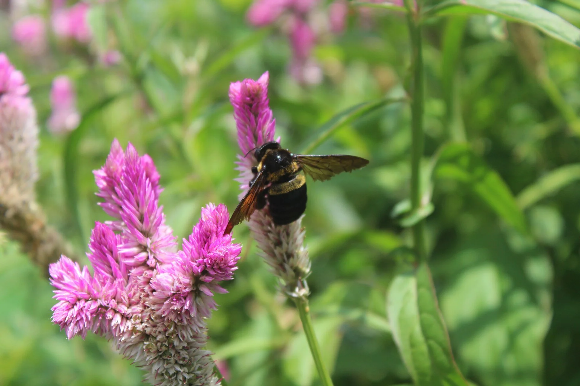 Get to Know the Carpenter Bee