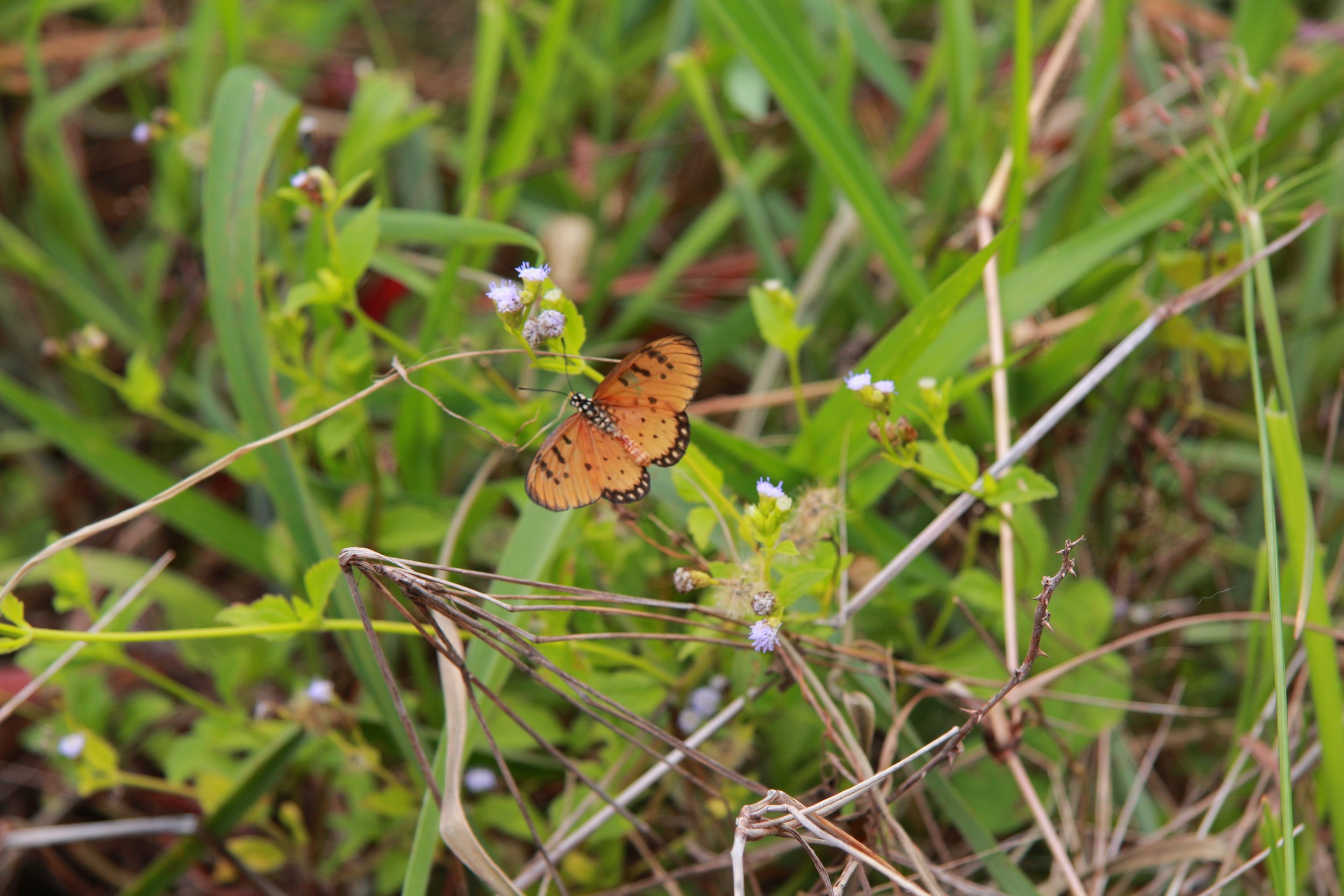 AdobeStock_2117025025.jpeg