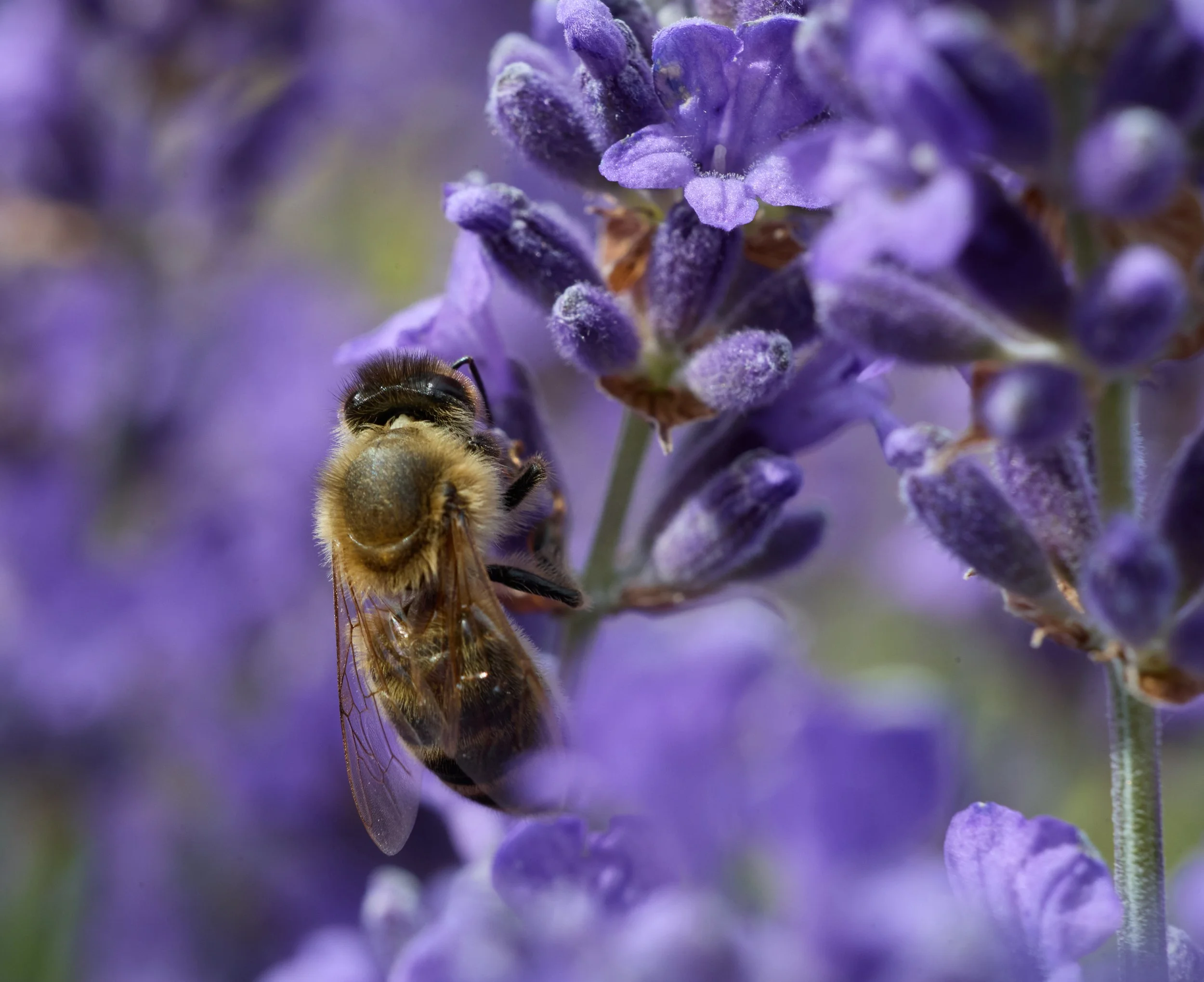 AdobeStock_2112158789.jpeg
