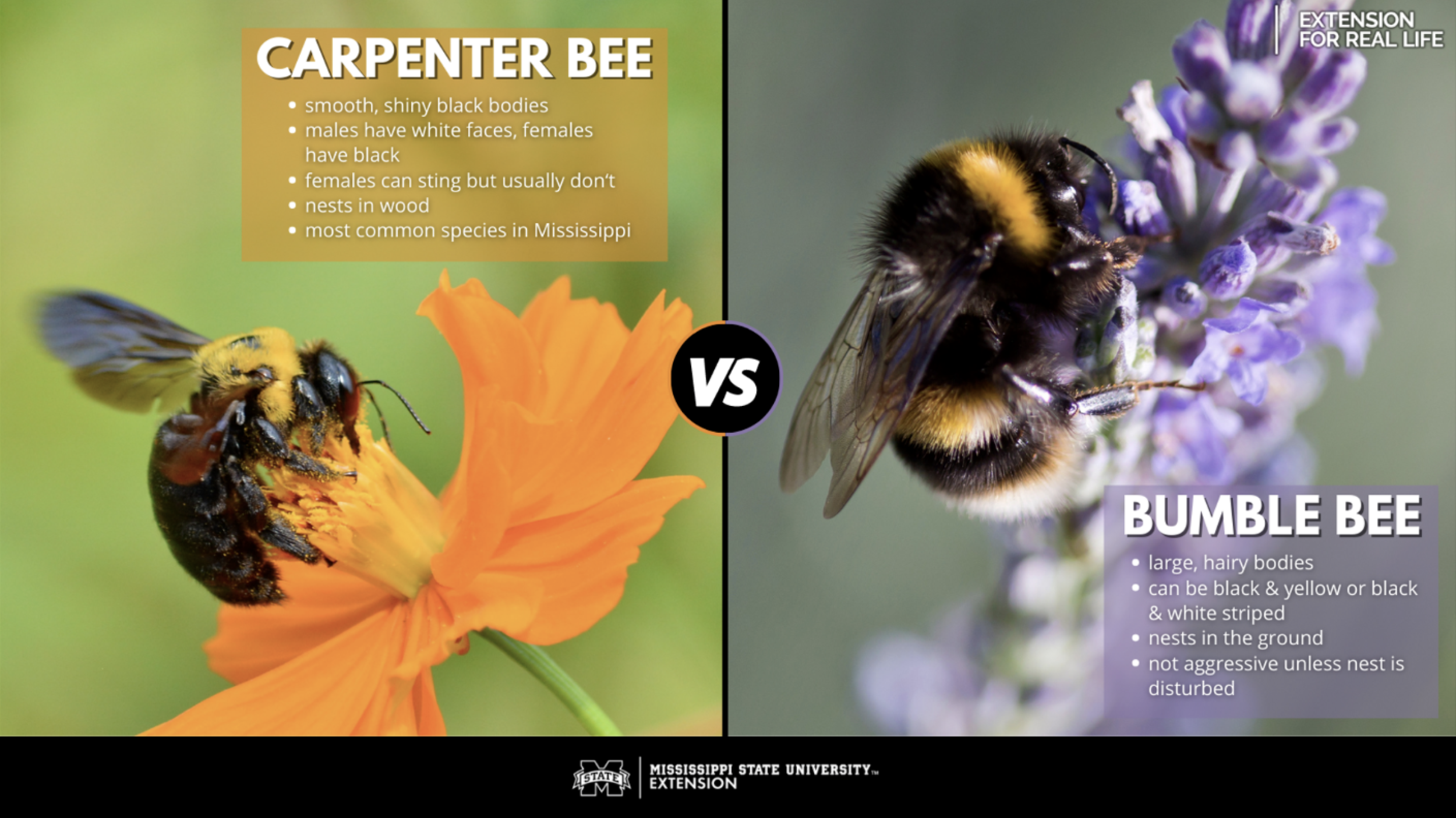 Carpenter Bee comparison to bumble bee, Healthy Hive Foundation