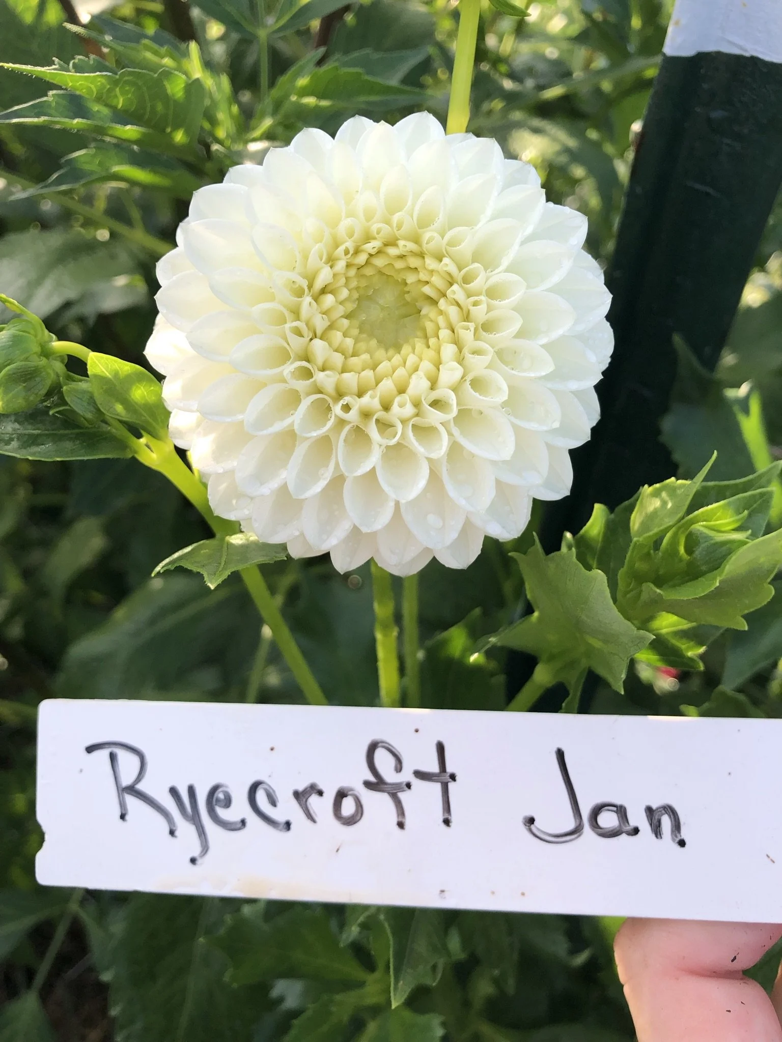 Ryecroft Jan — Hudsonville Dahlia Farm
