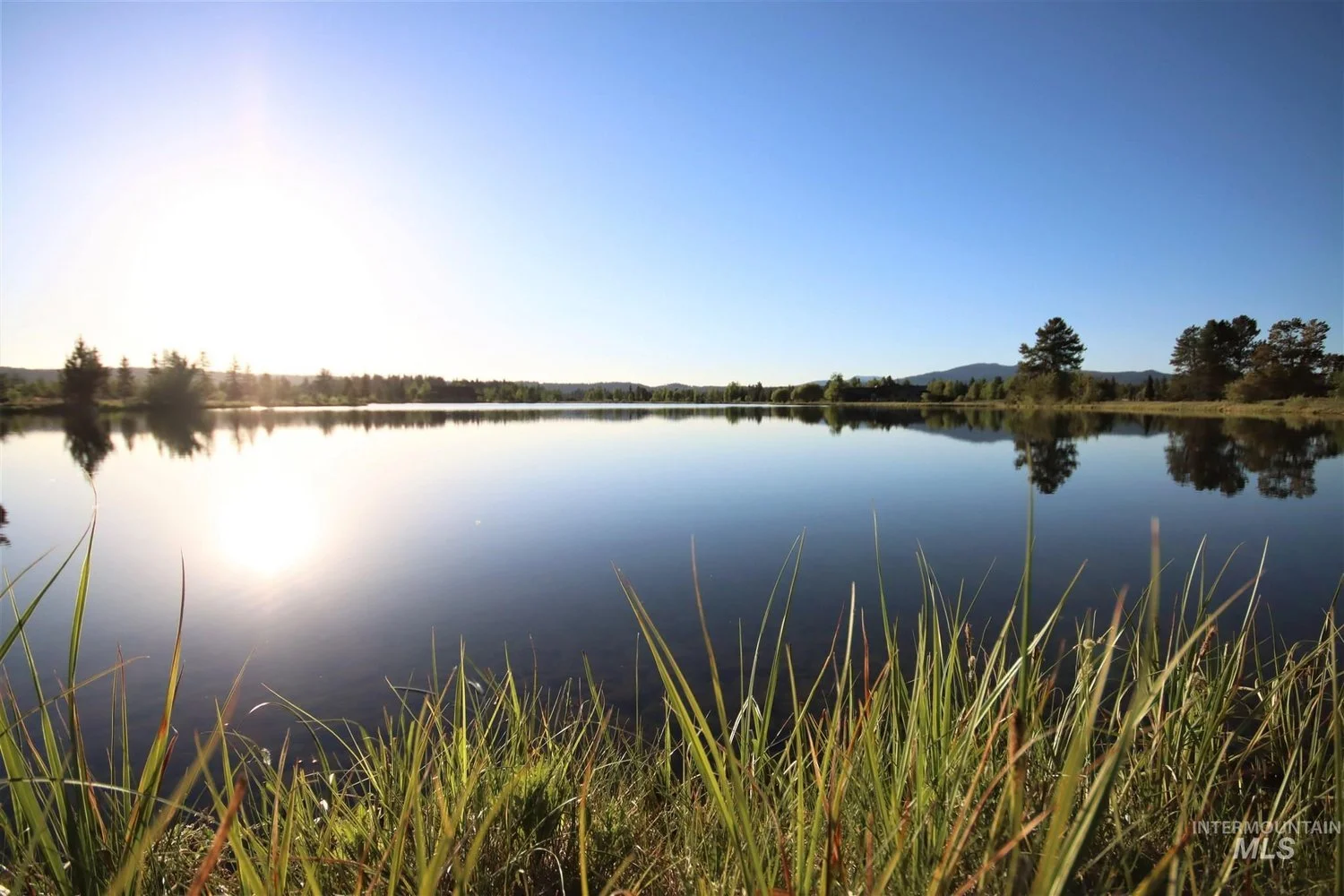 A peaceful lake reflecting the clear blue sky with tall grass in the foreground and trees along the shoreline.